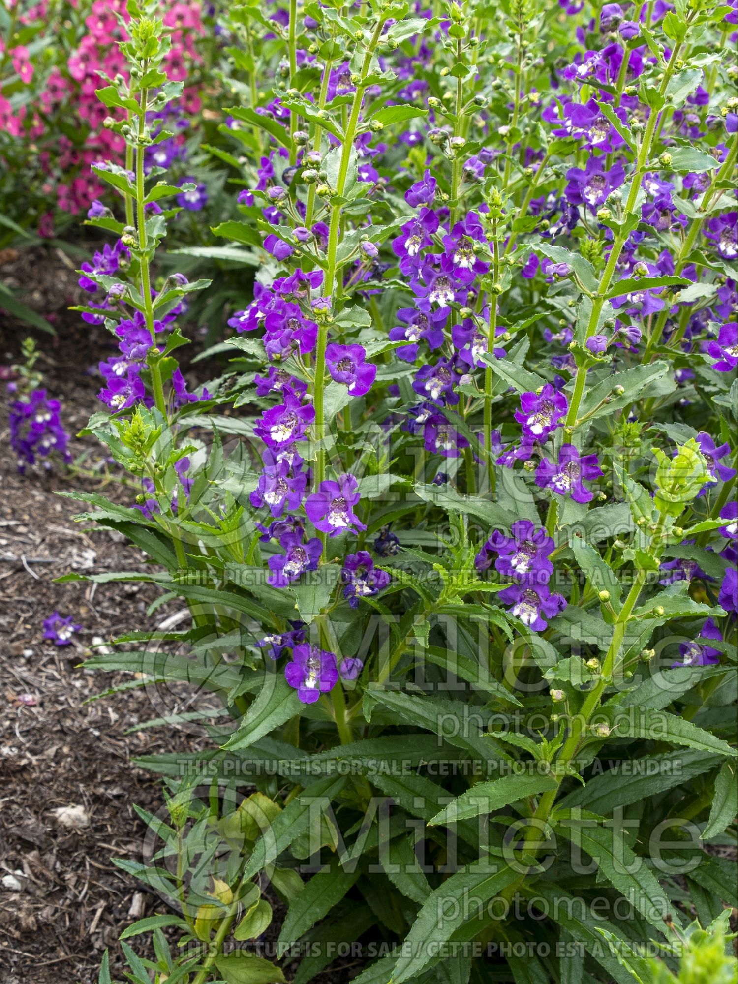 Angelonia Angelface Super Blue (Summer Snapdragon) 1