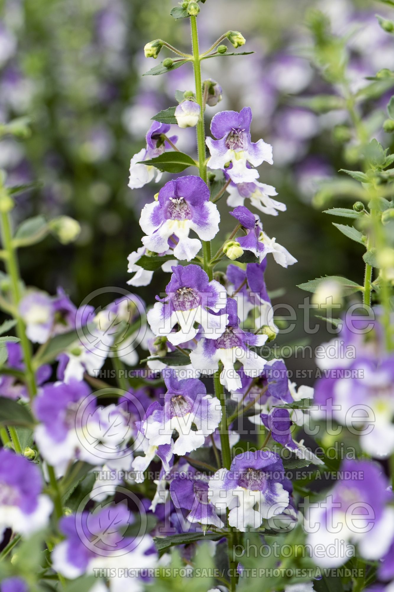 Angelonia Angelface Wedgewood Blue (Summer Snapdragon) 3