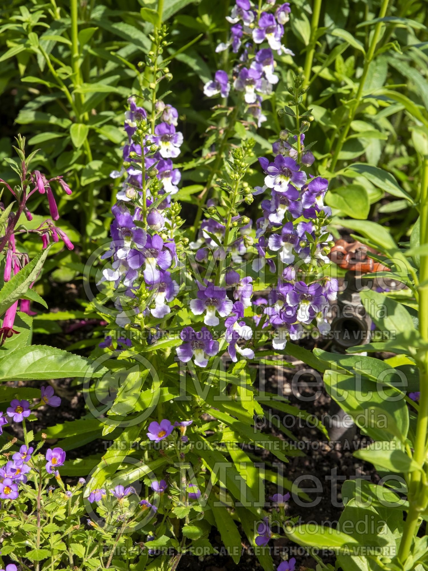 Angelonia Angelface Wedgwood Blue (Snapdragon) 2