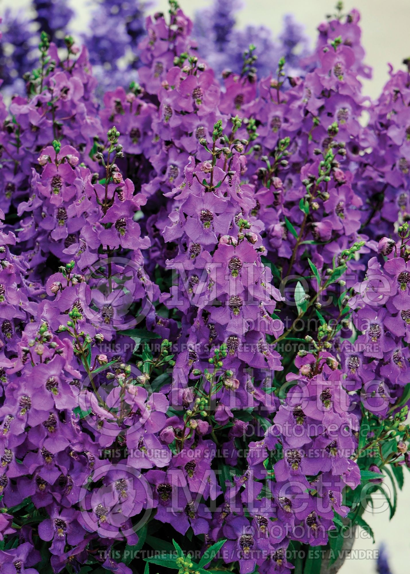 Angelonia Carita Purple (Snapdragon) 1