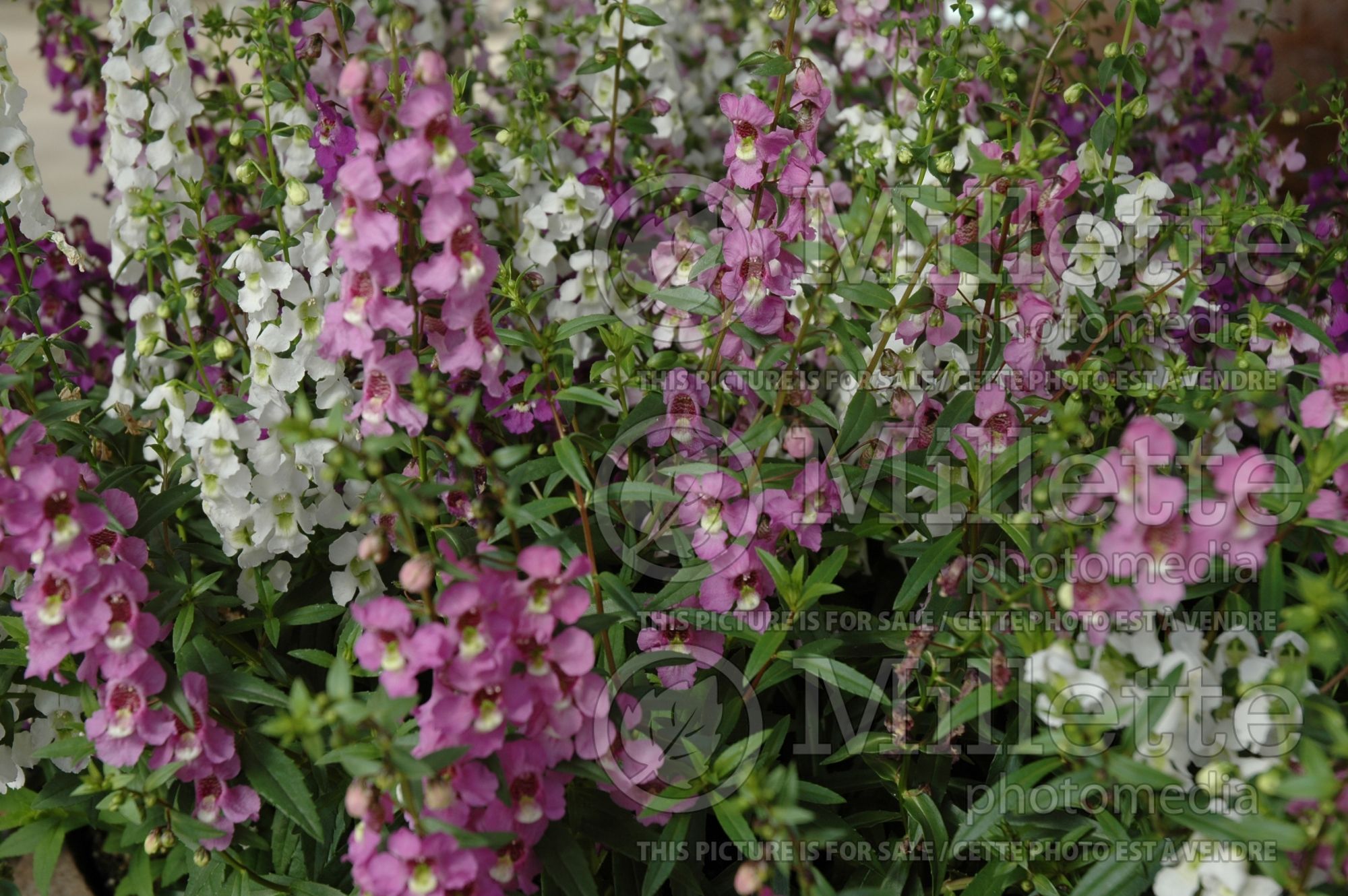 Angelonia Serena Mix (Angelonia) 1