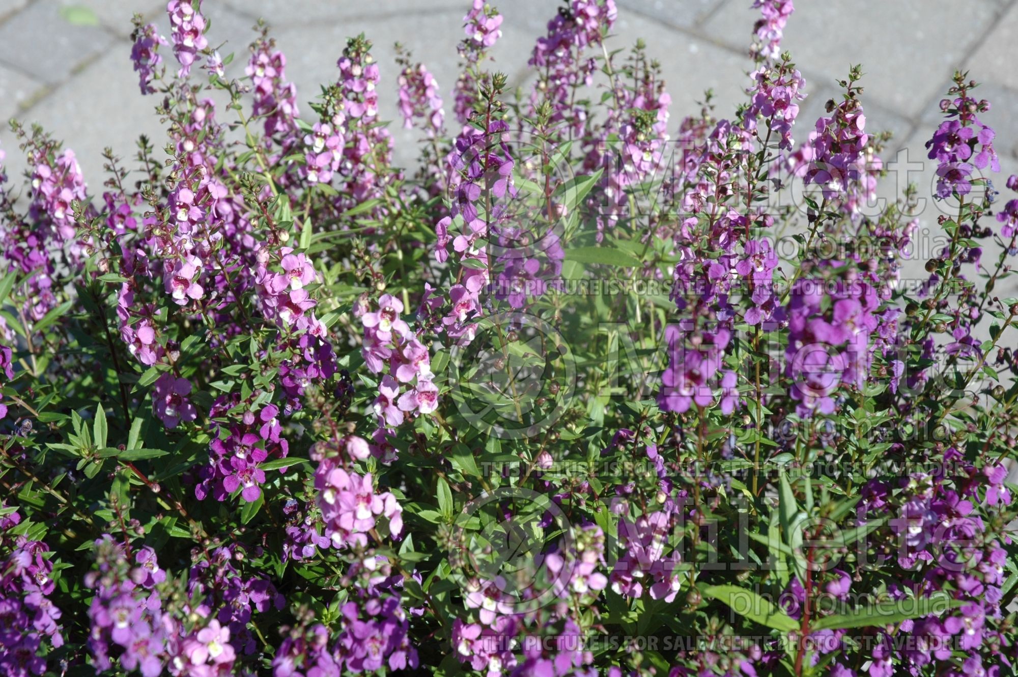 Angelonia Serena Mix (Angelonia) 2