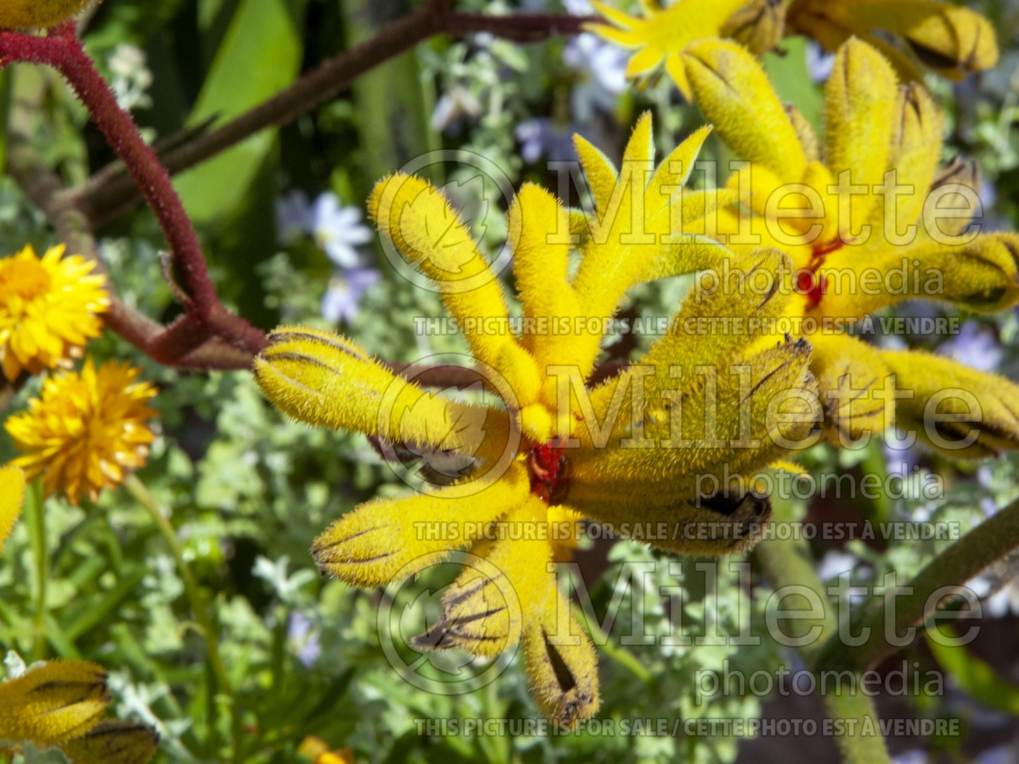 Anigozanthos Bush Dawn (Lily-of-the-Incas) 1
