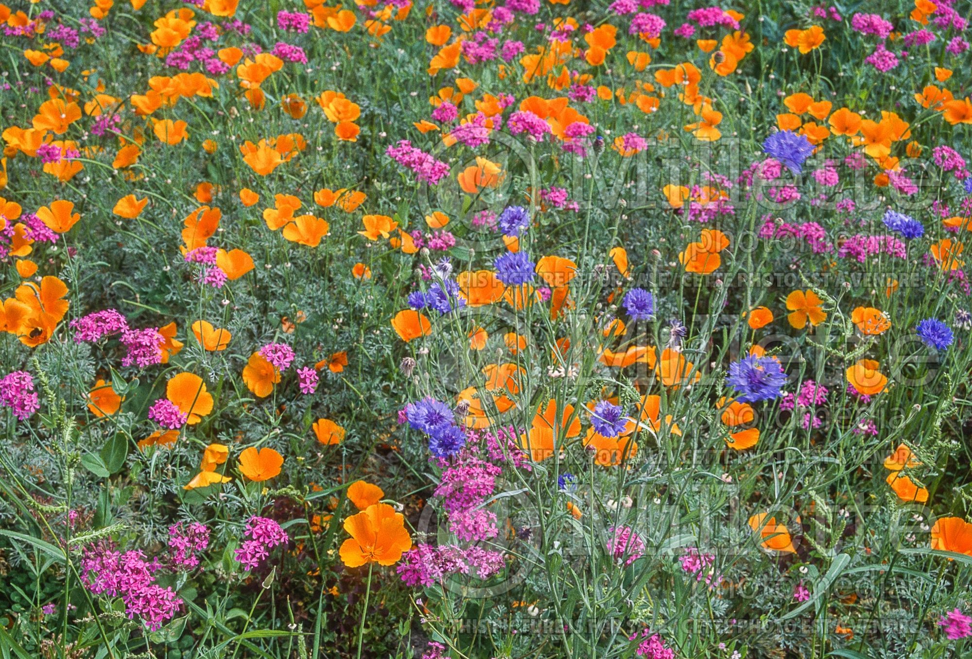 Annual wildflower mix 1