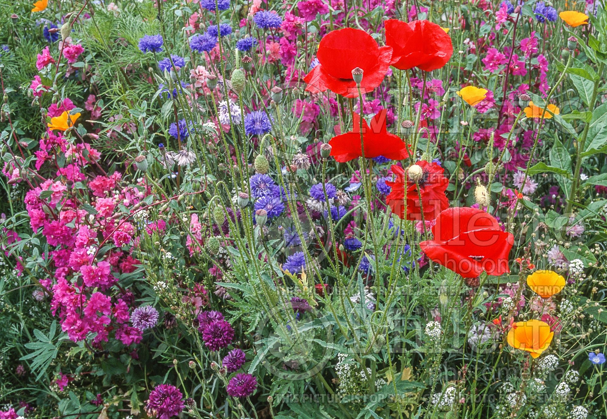 Annual wildflower mix 2