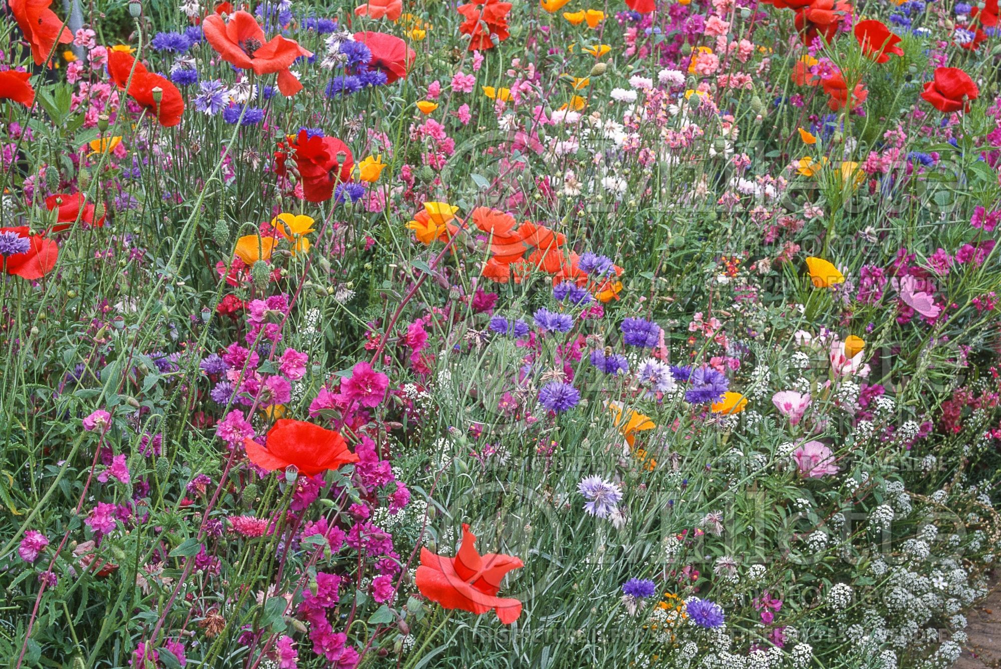 Annual wildflower mix 3