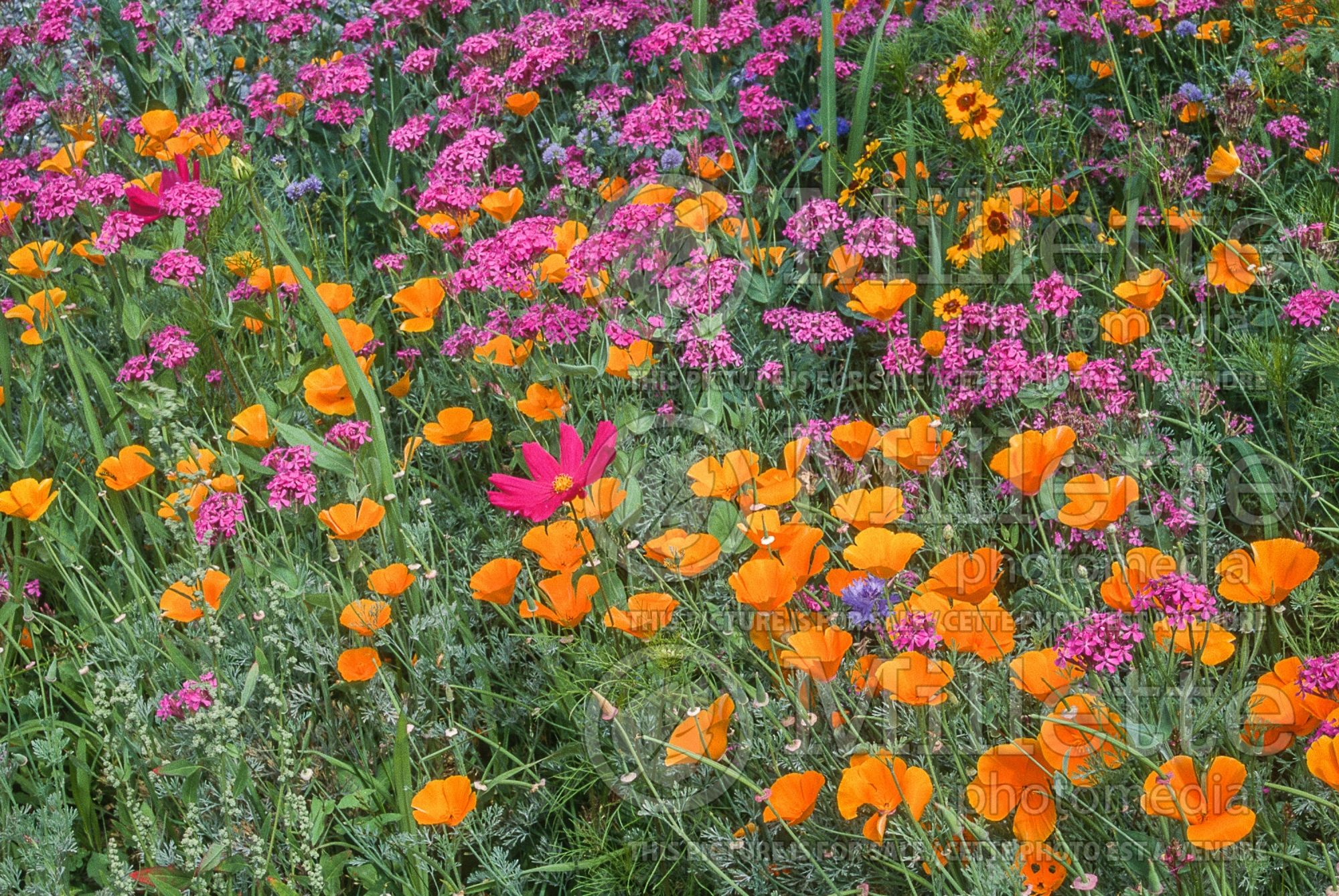 Annual wildflower mix 4