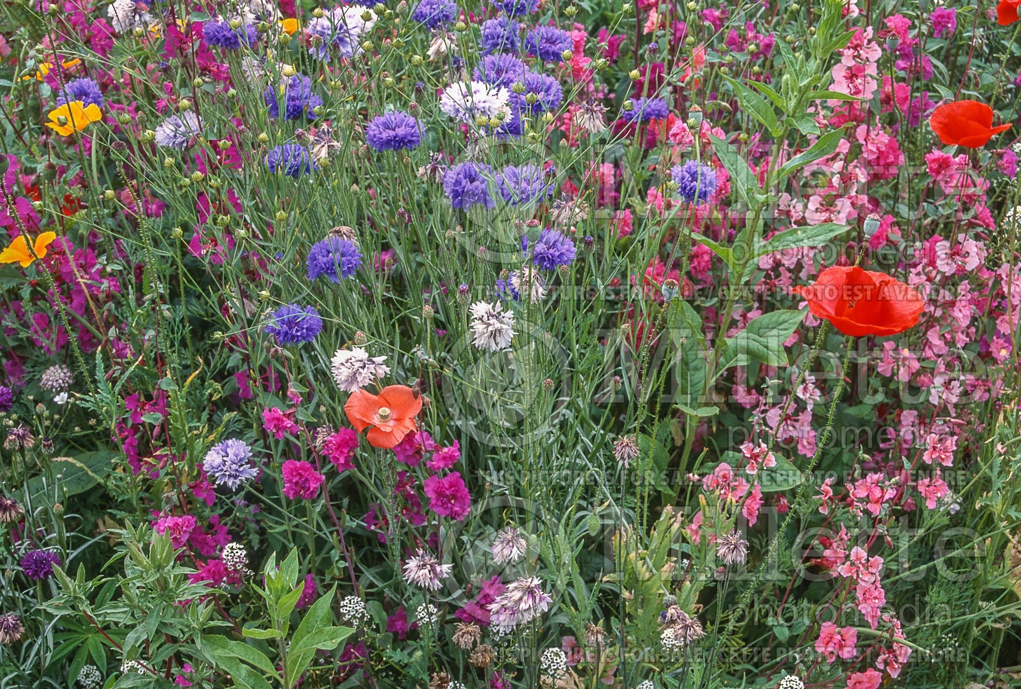 Annual wildflower mix 5