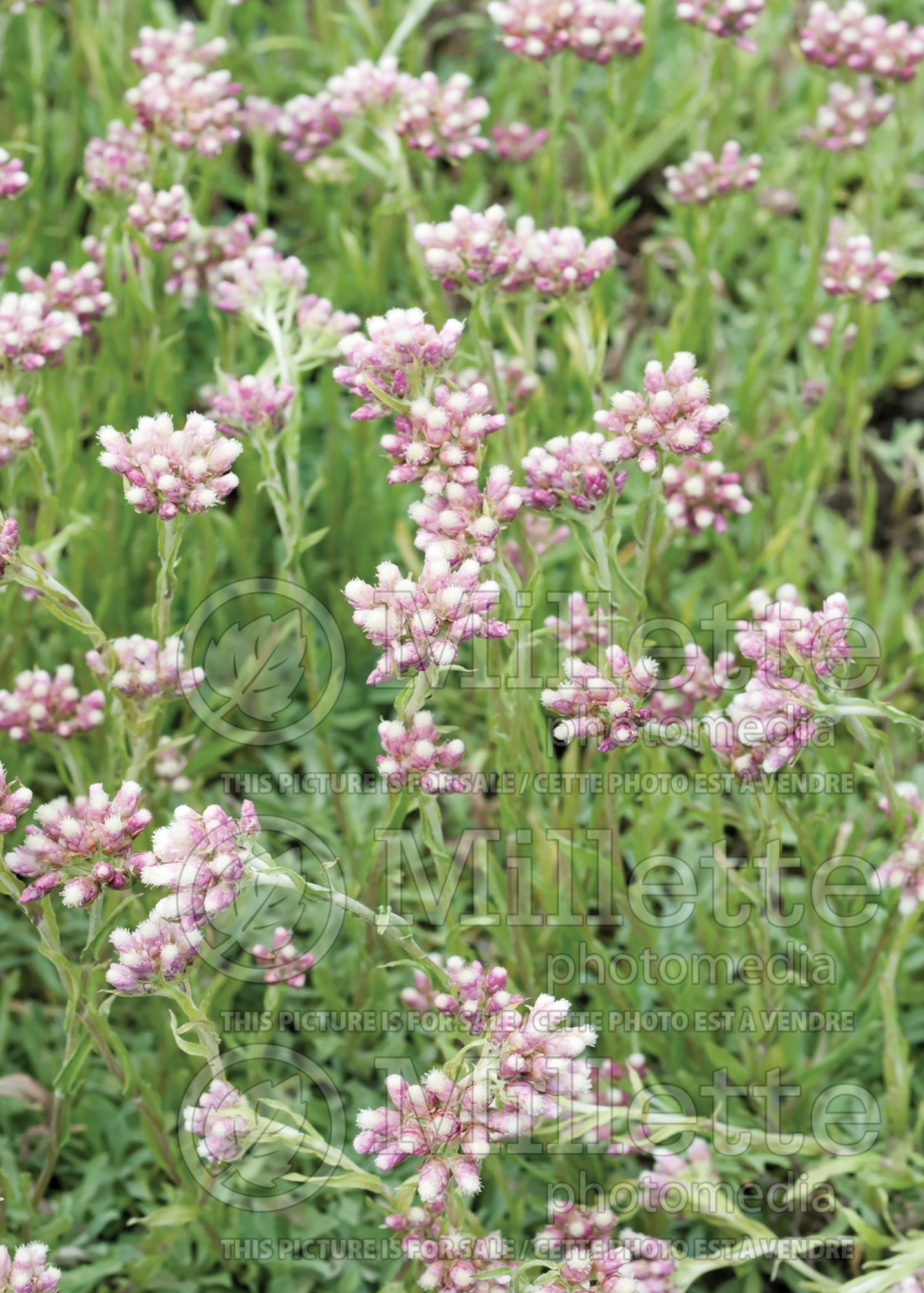 Antennaria Rosea (Pussy-toes) 1