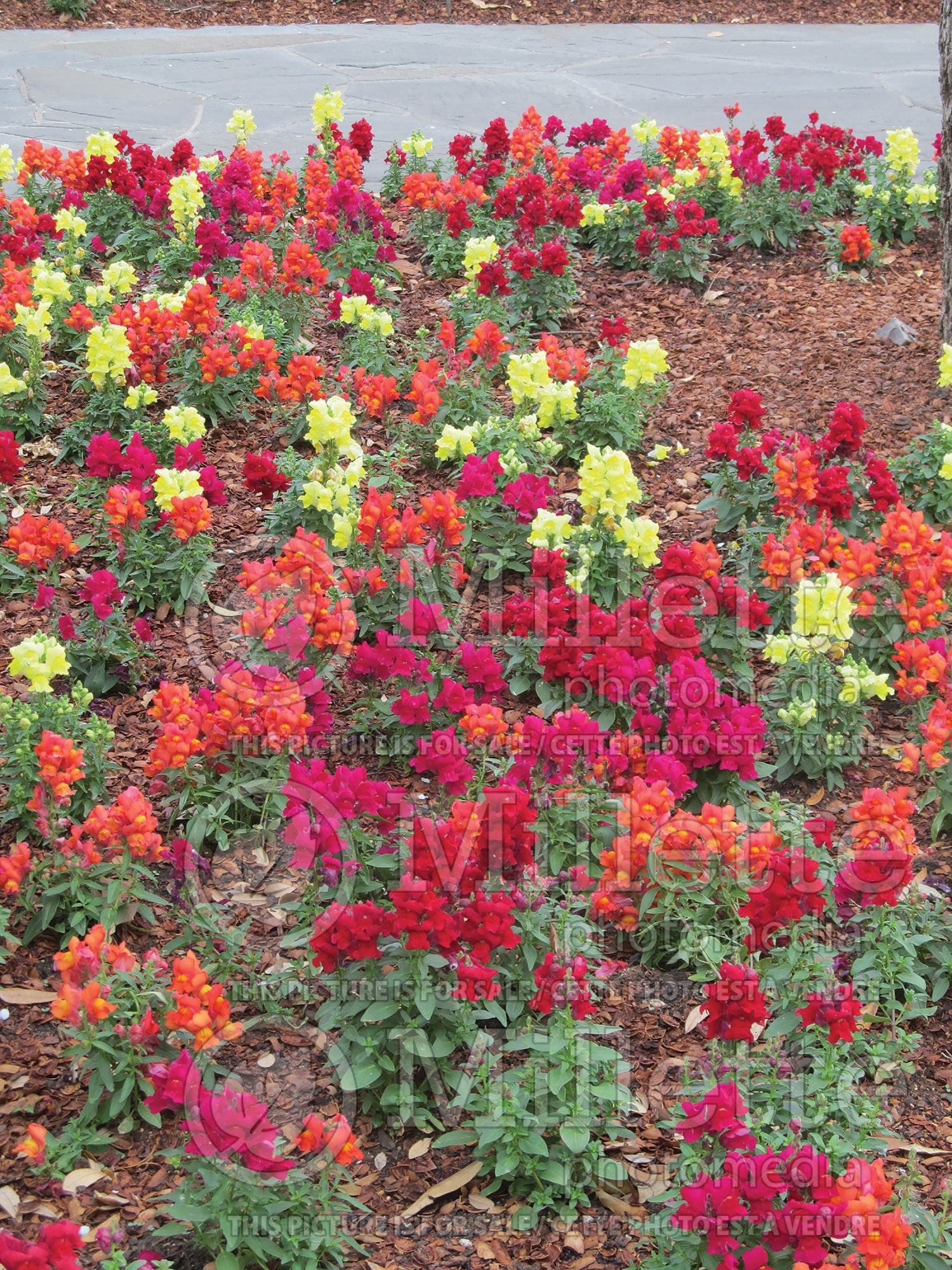 Antirrhinum majus - Mix (Snapdragon) 3