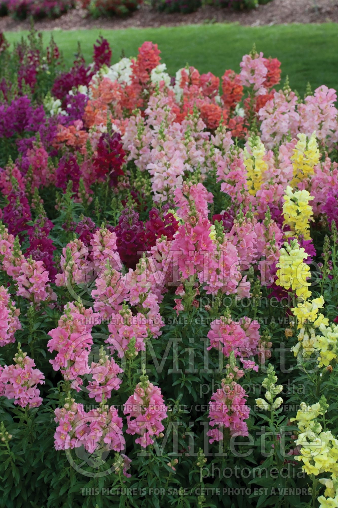 Antirrhinum majus - Mix (Snapdragon) 4