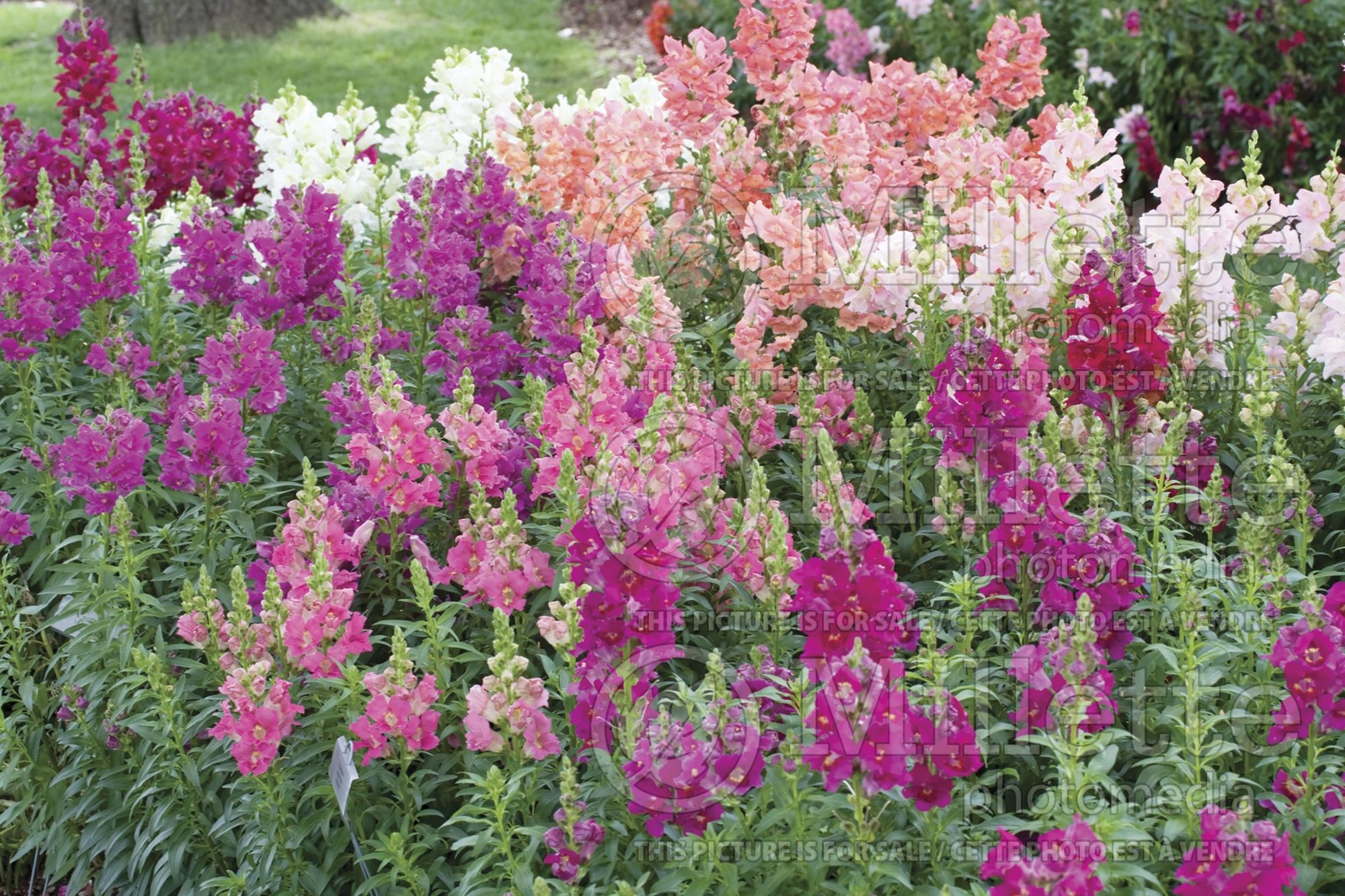 Antirrhinum majus - Mix (Snapdragon) 1