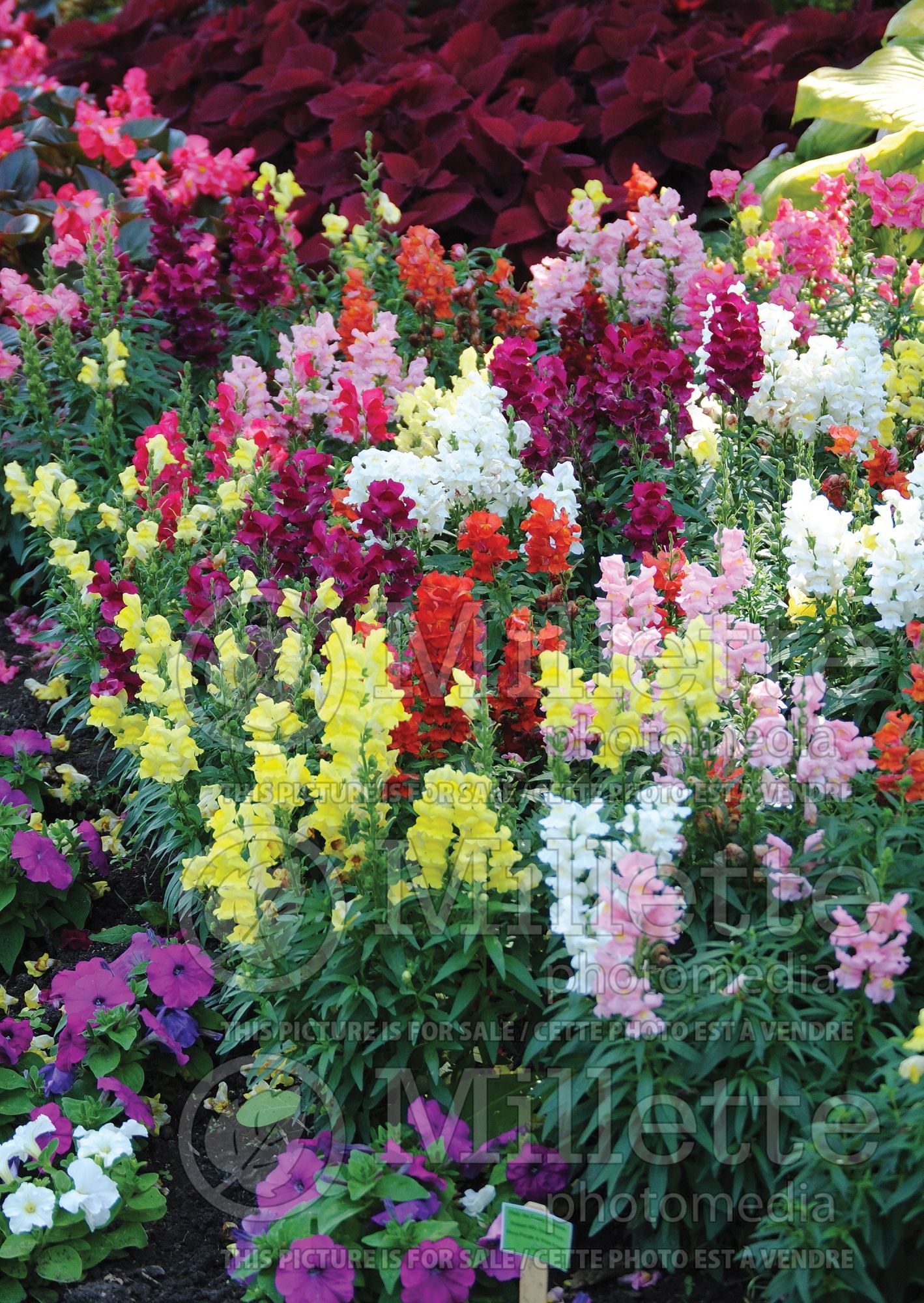 Antirrhinum majus - Mix (Snapdragon) 2