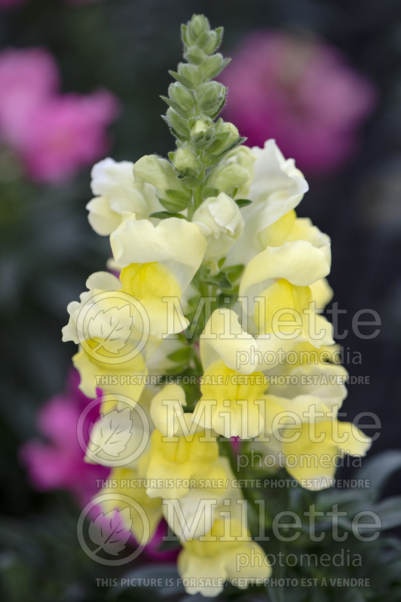 Antirrhinum Montego Yellow (Snapdragon) 1
