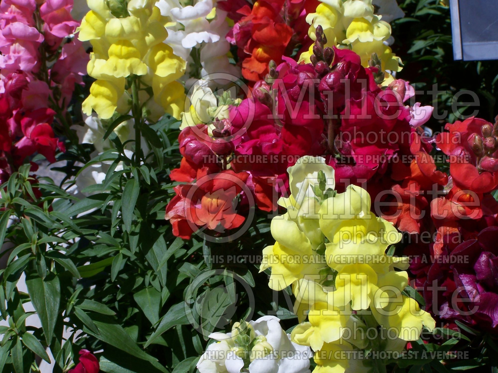 Antirrhinum majus - Mix (Snapdragon) 5