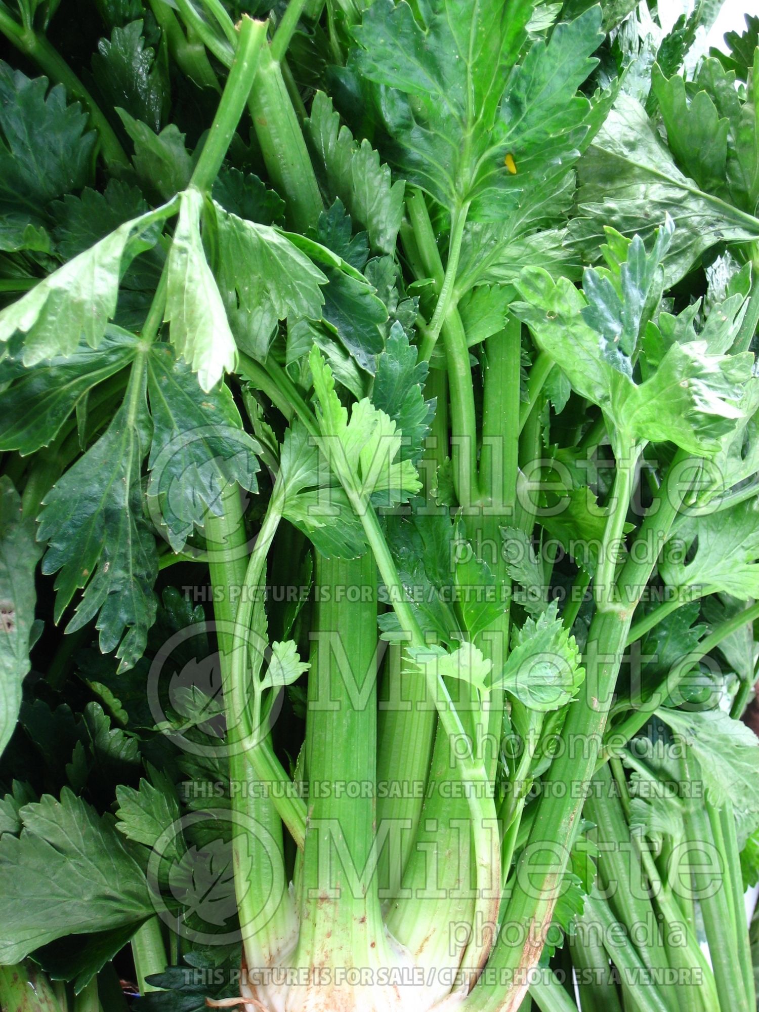 Apium graveolens (Celery vegetable) 7