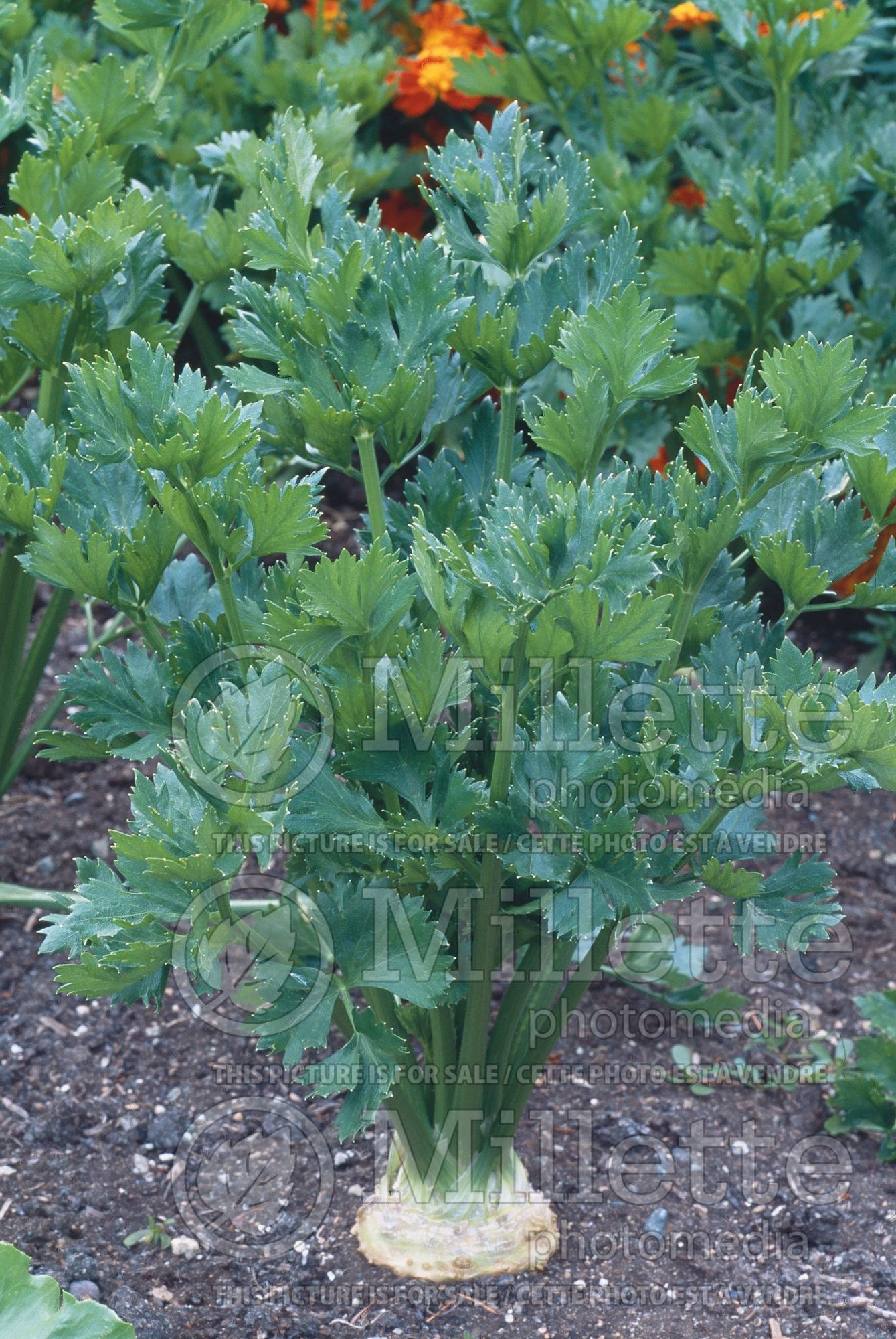 Apium graveolens (Celery vegetable) 5