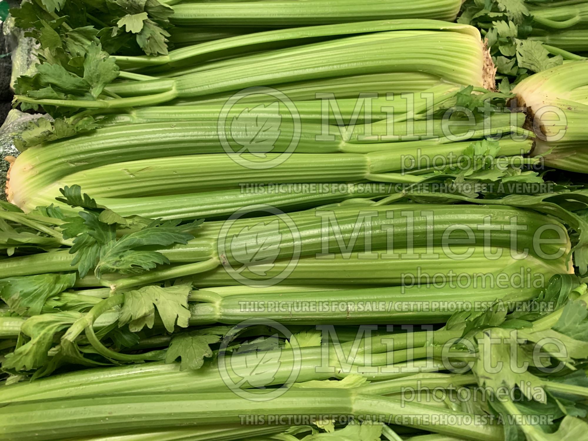 Apium graveolens (Celery vegetable) 8