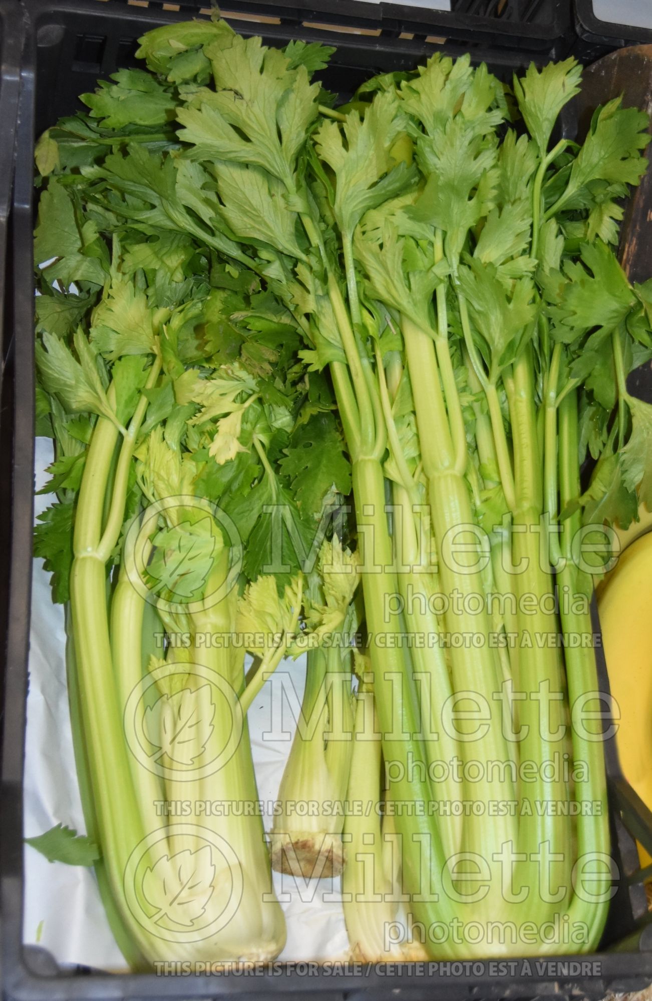 Apium Tango (Celery vegetable) 1