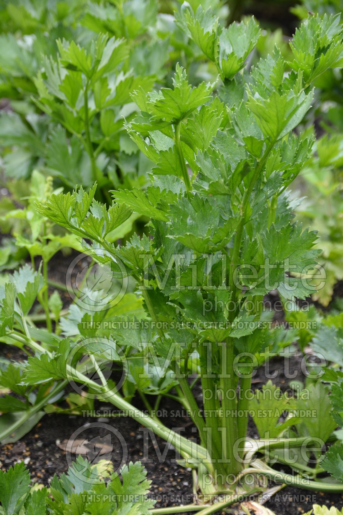 Apium graveolens var. rapaceum (Celeriac celery root knob celery, turnip-rooted celery vegetable) 6