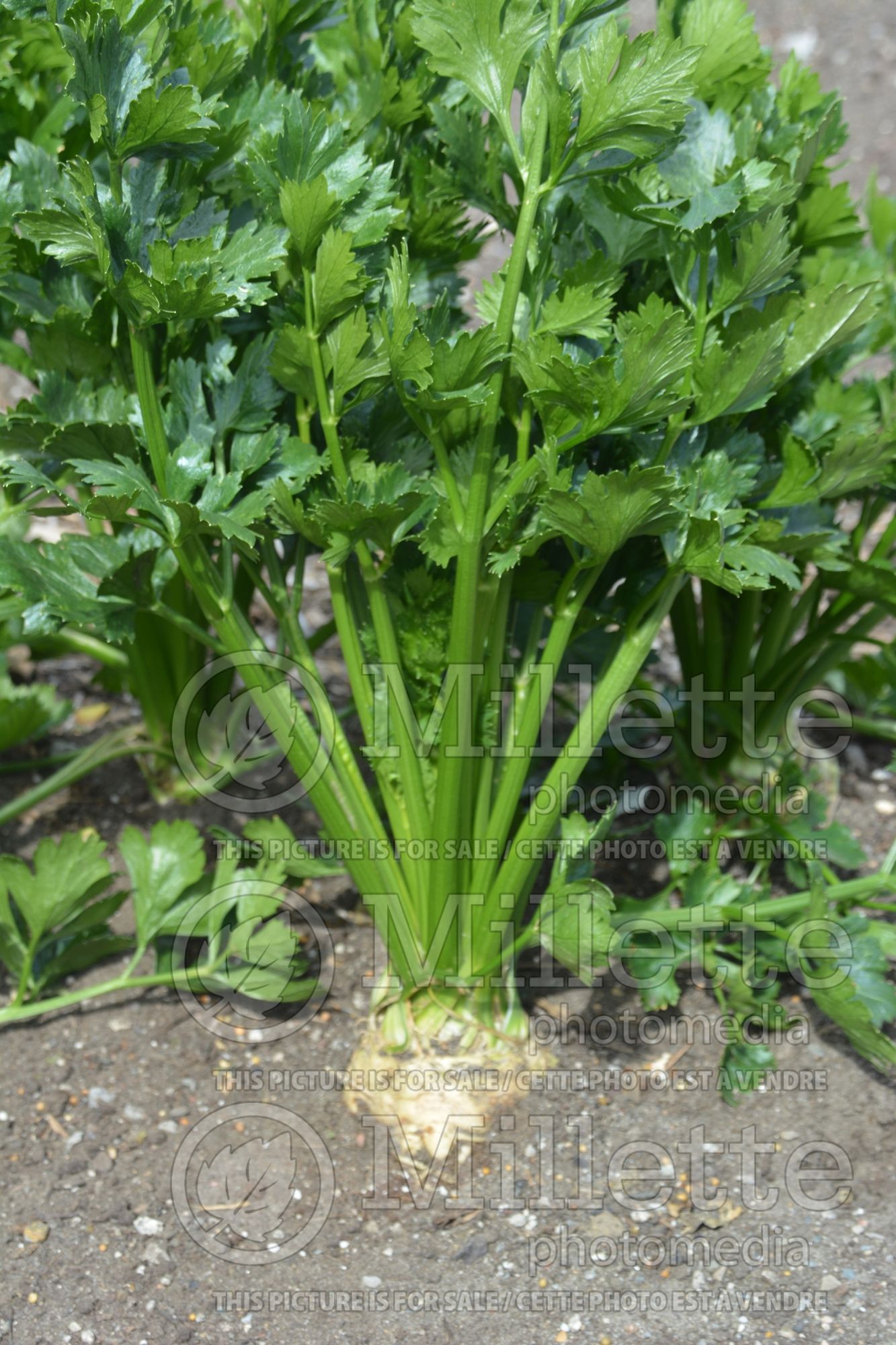 Apium graveolens var. rapaceum (celery root, knob celery, and turnip-rooted celery vegetable) 1