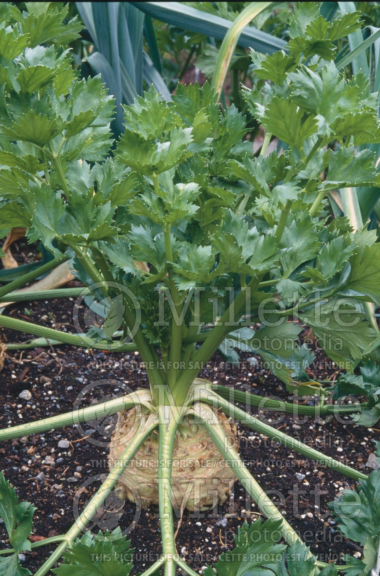 Apium graveolens var. rapaceum (Celeriac celery root knob celery, turnip-rooted celery vegetable) 4