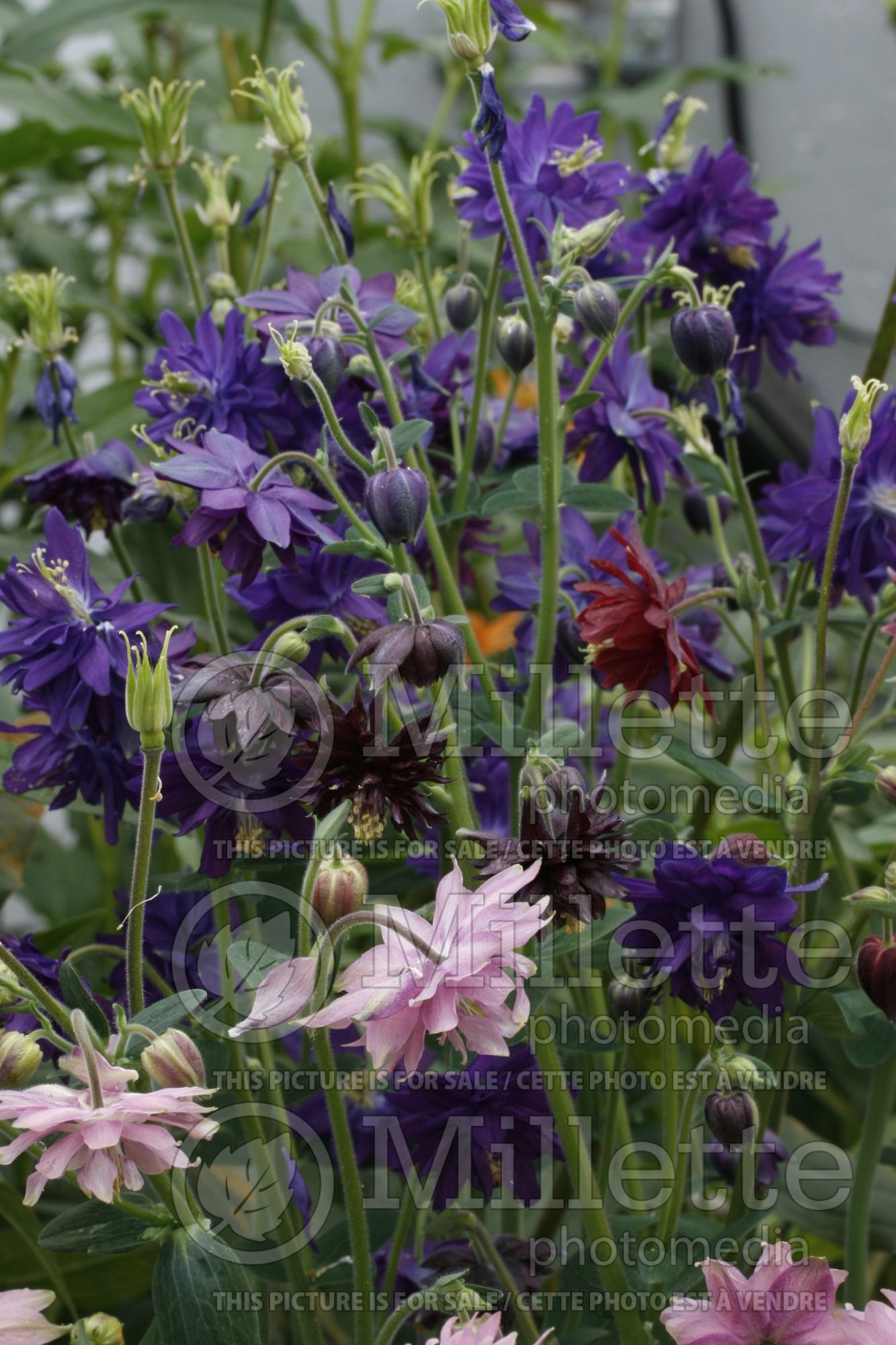 Aquilegia - Mix (columbine) 4