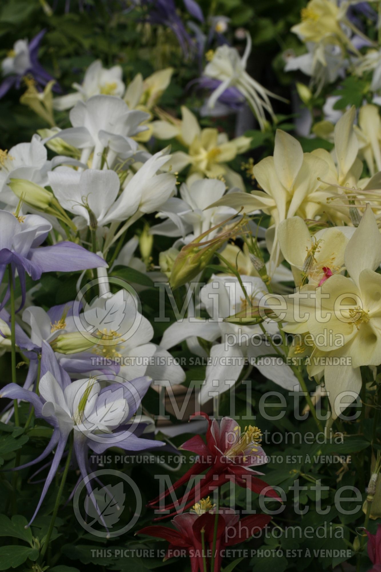 Aquilegia - Mix (columbine) 1