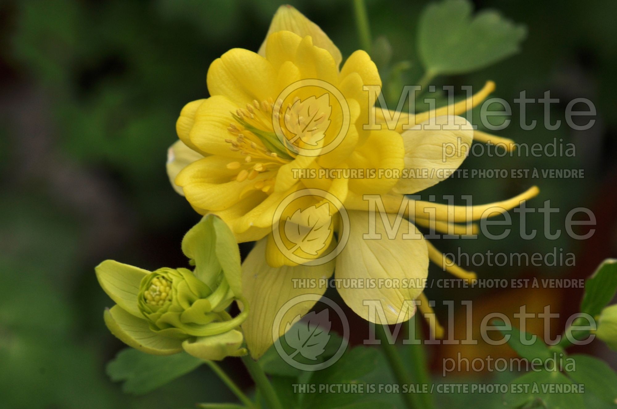 Aquilegia Sunshine (Columbine) 2