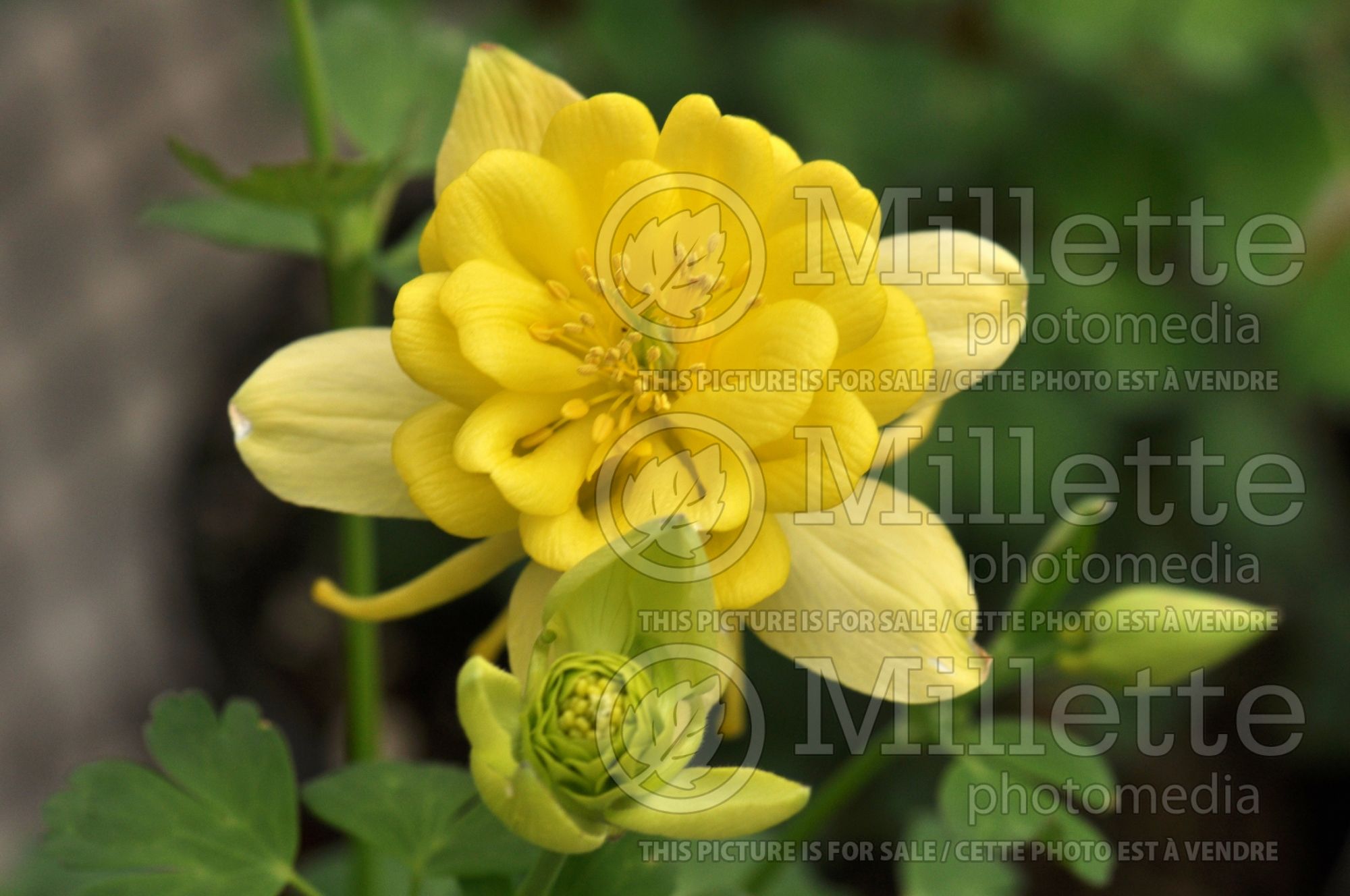 Aquilegia Sunshine (Columbine) 1