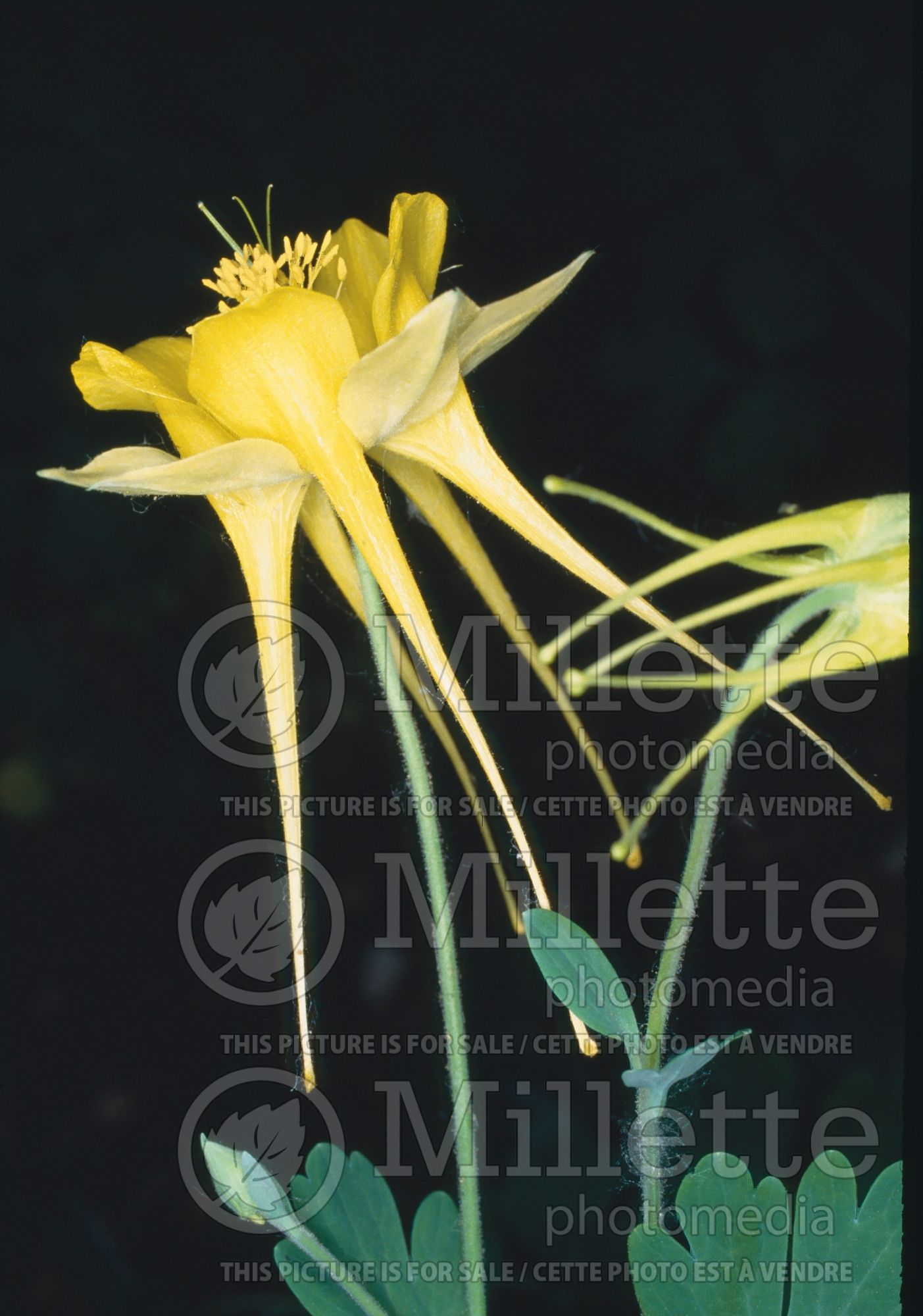 Aquilegia Denver Gold (Columbine) 2