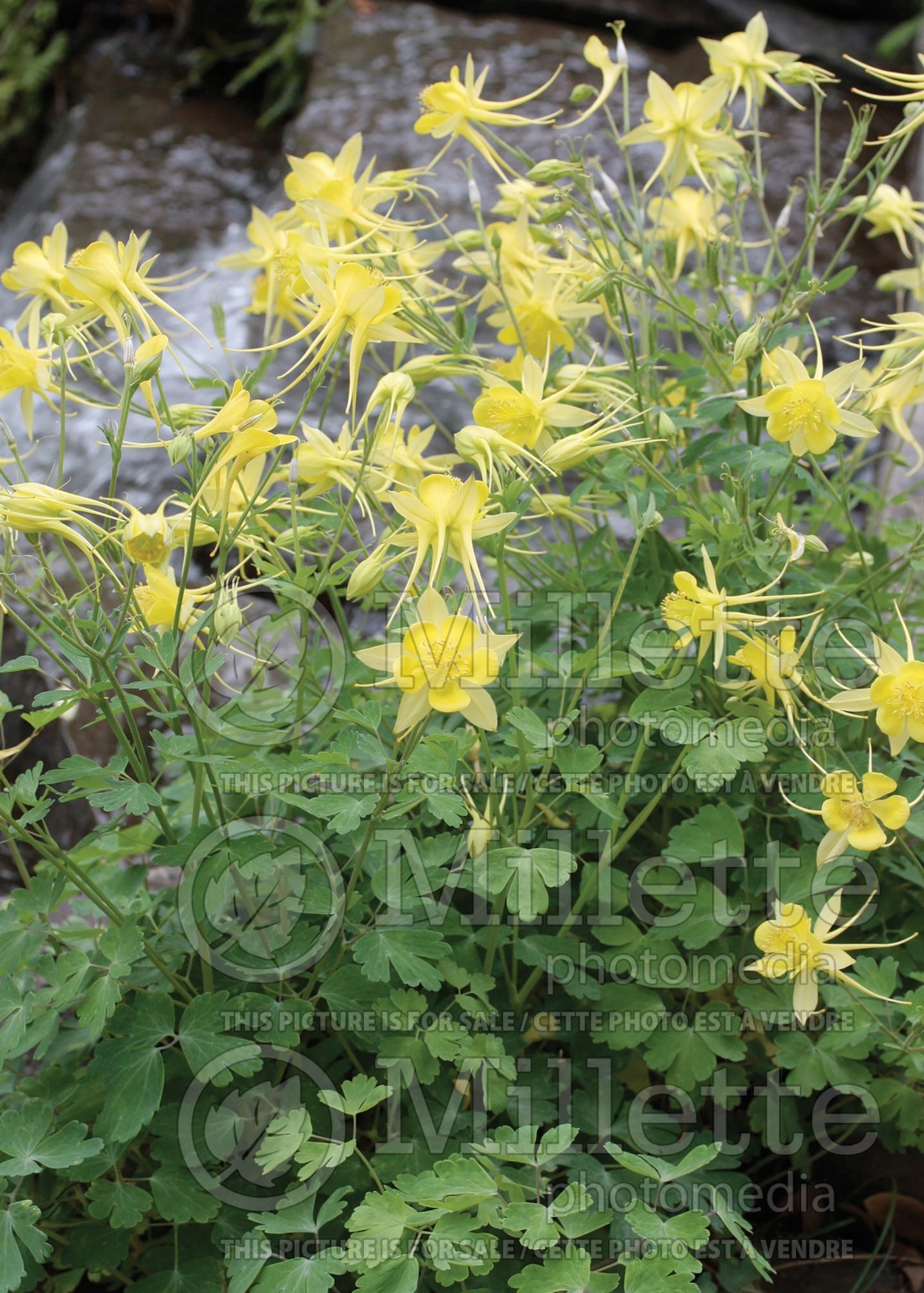 Aquilegia chrysantha hinckleyana (Columbine) 4