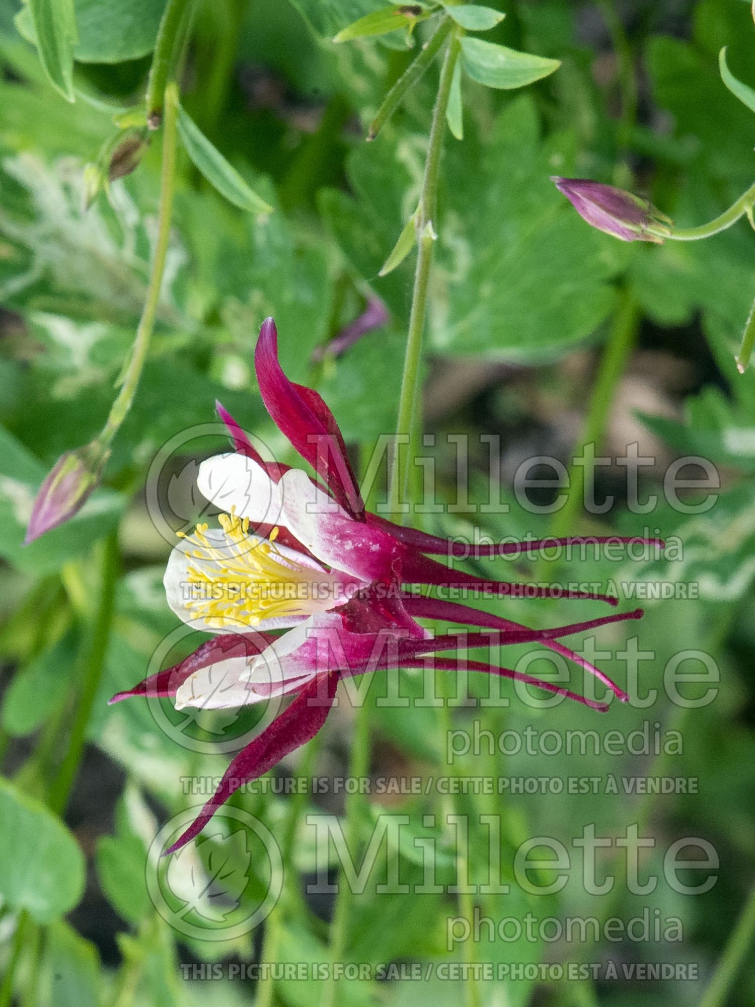 Aquilegia Crimson Star (Columbine) 3