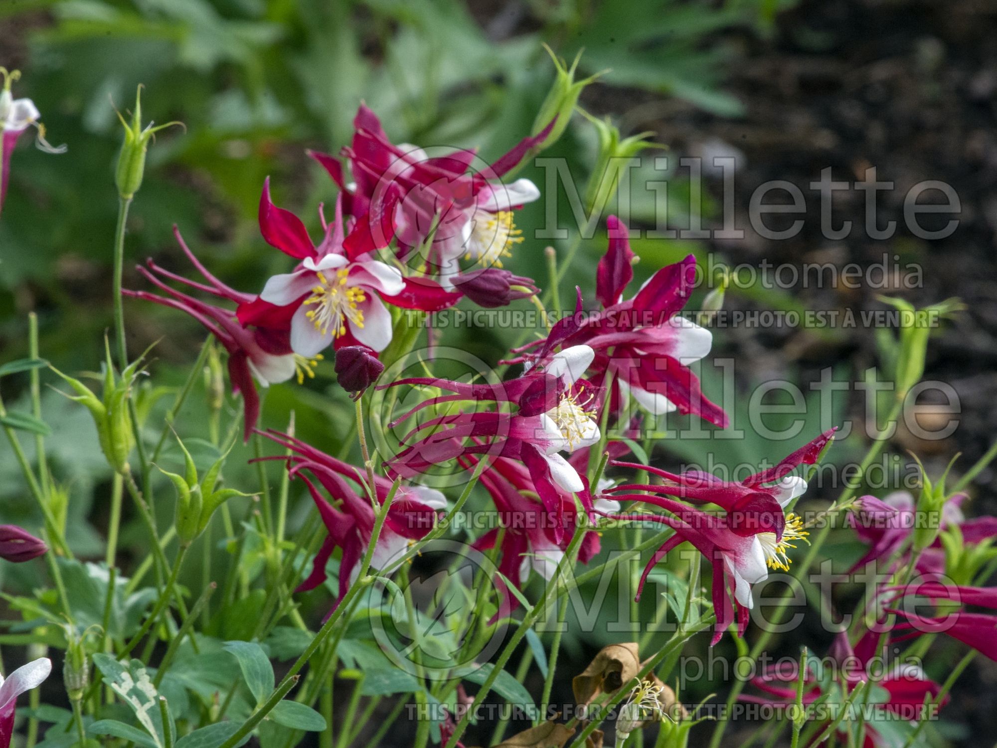 Aquilegia Crimson Star (Columbine) 4