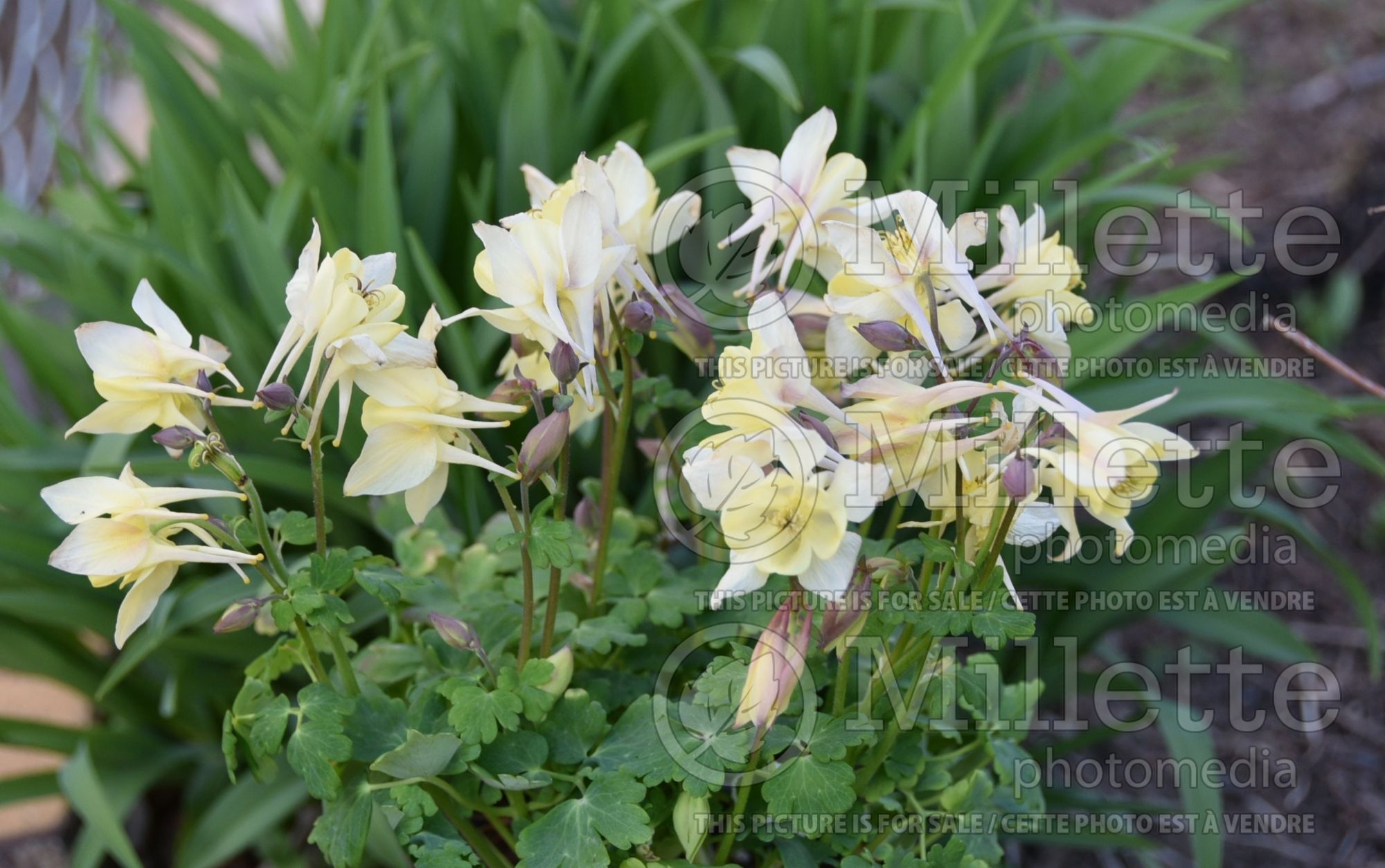 Aquilegia Spring Magic Yellow (Columbine) 4