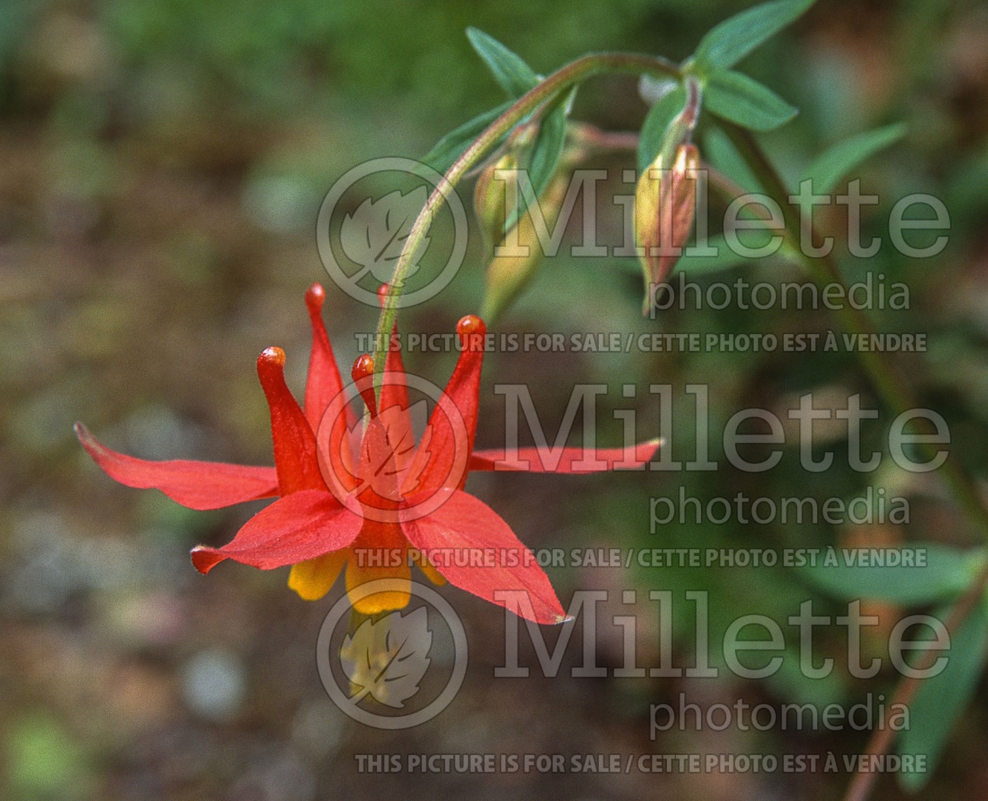 Aquilegia formosa (crimson columbine) 1