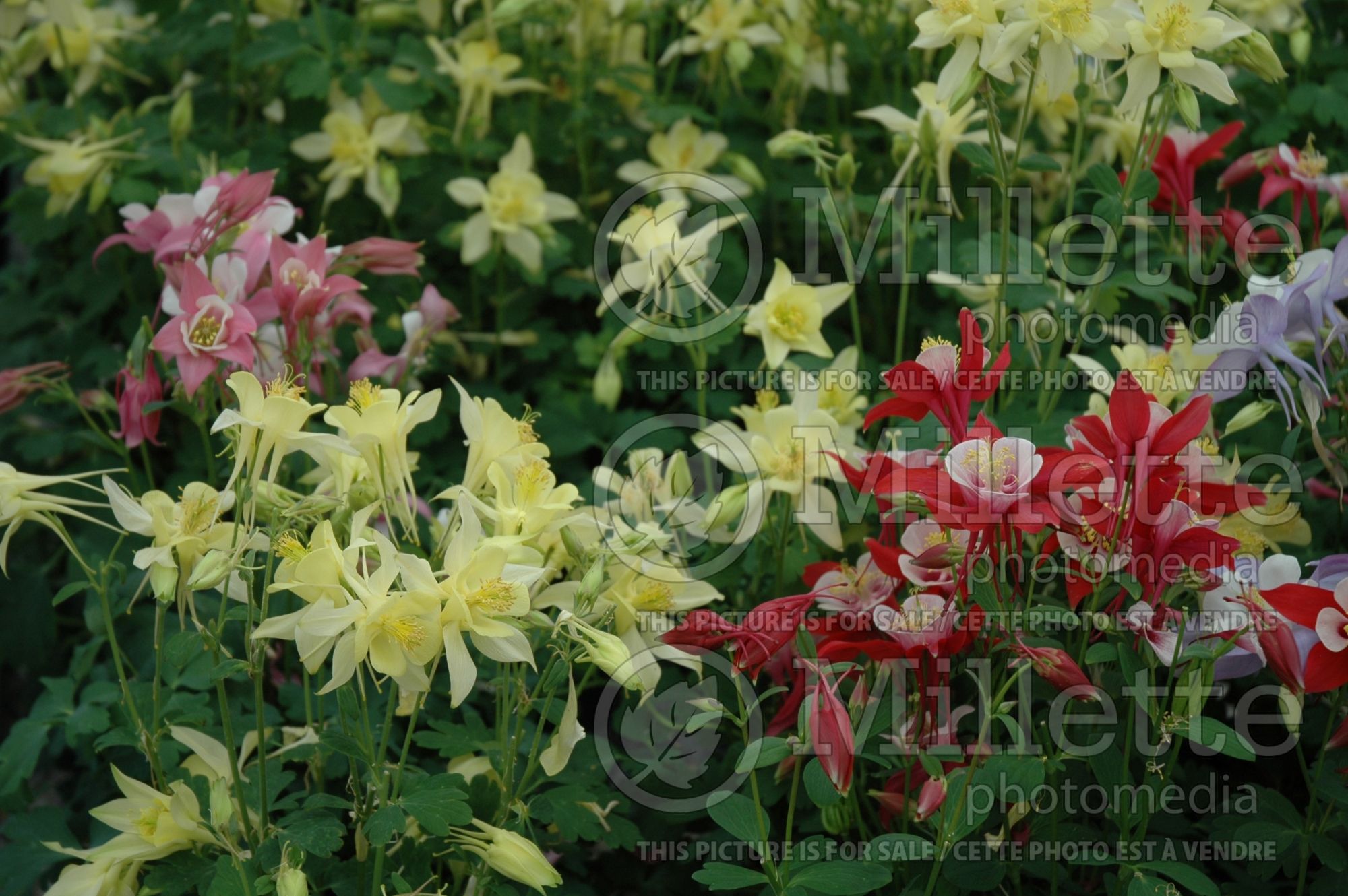 Aquilegia - Mix (columbine) 2