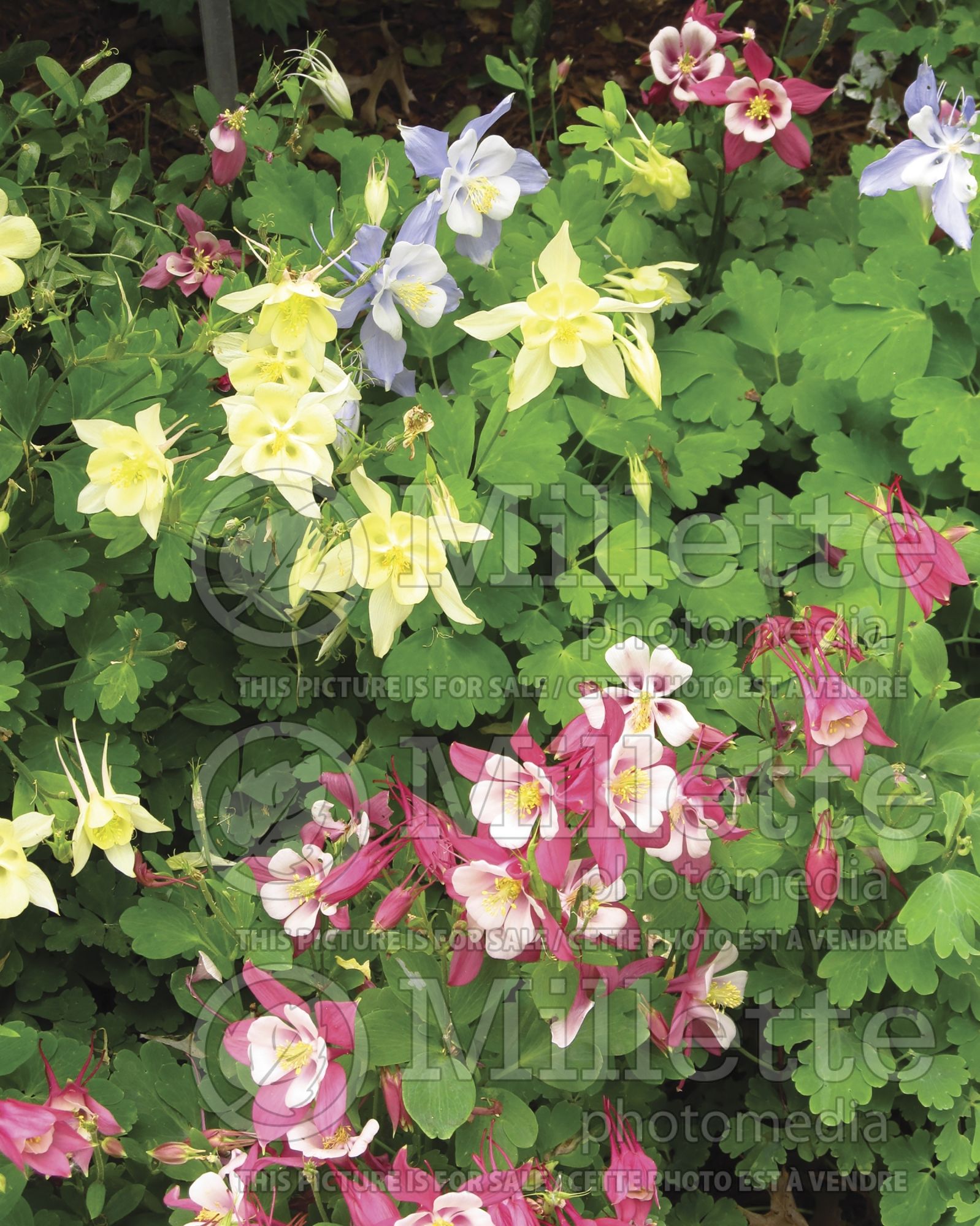 Aquilegia - Mix (columbine) 3