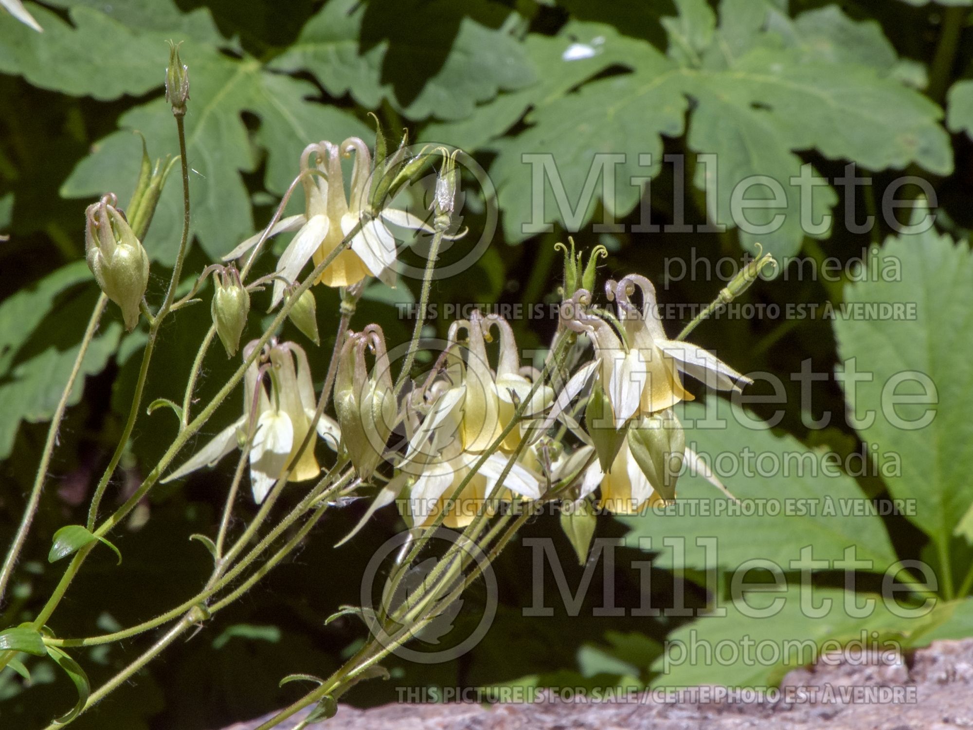 Aquilegia oxysepala (Oriental Columbine) 2