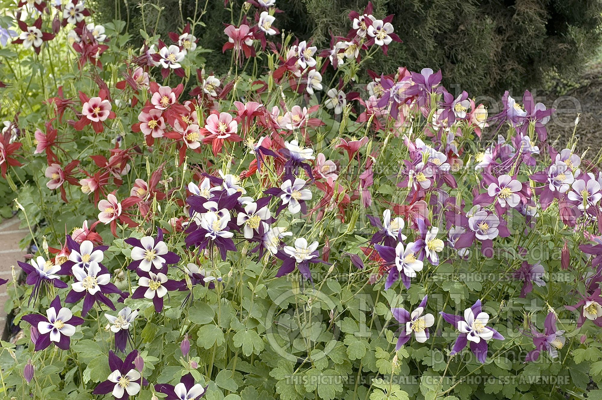 Aquilegia - Mix (columbine) 6