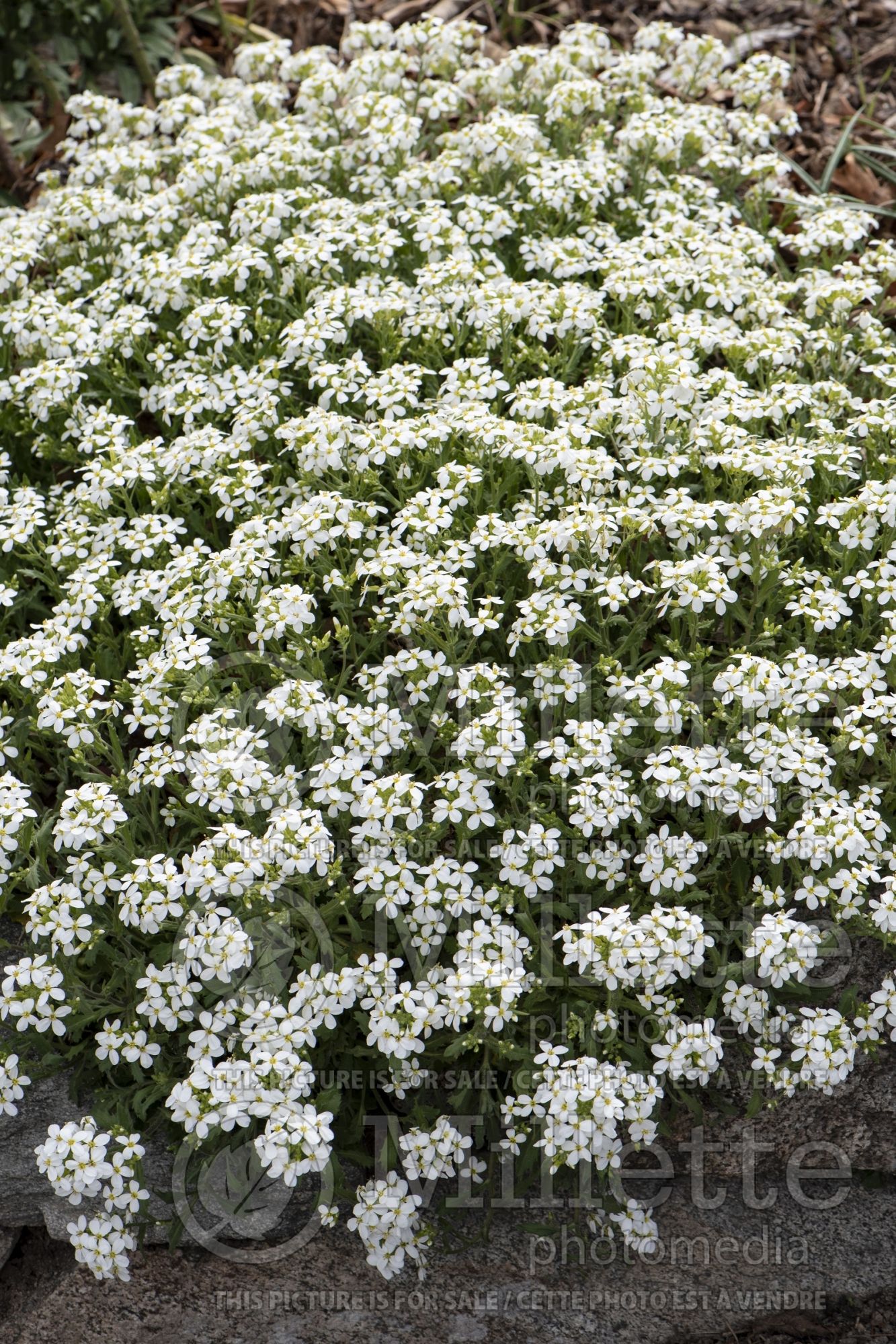 Arabis caucasica (Wall Cress) 1