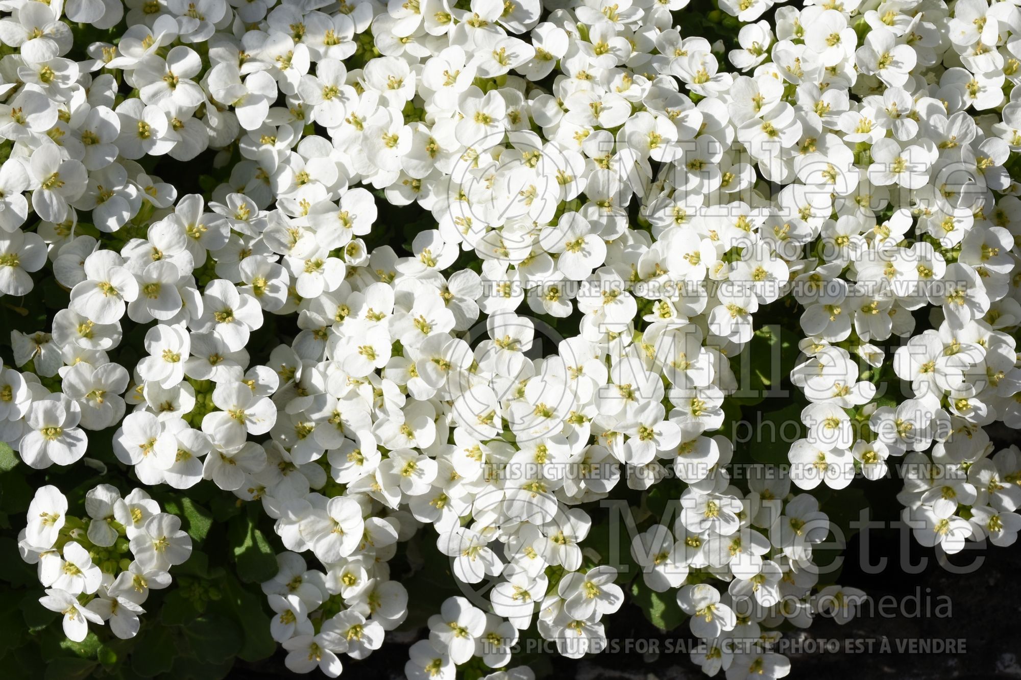 Arabis Little Treasure White (Wall Cress) 1