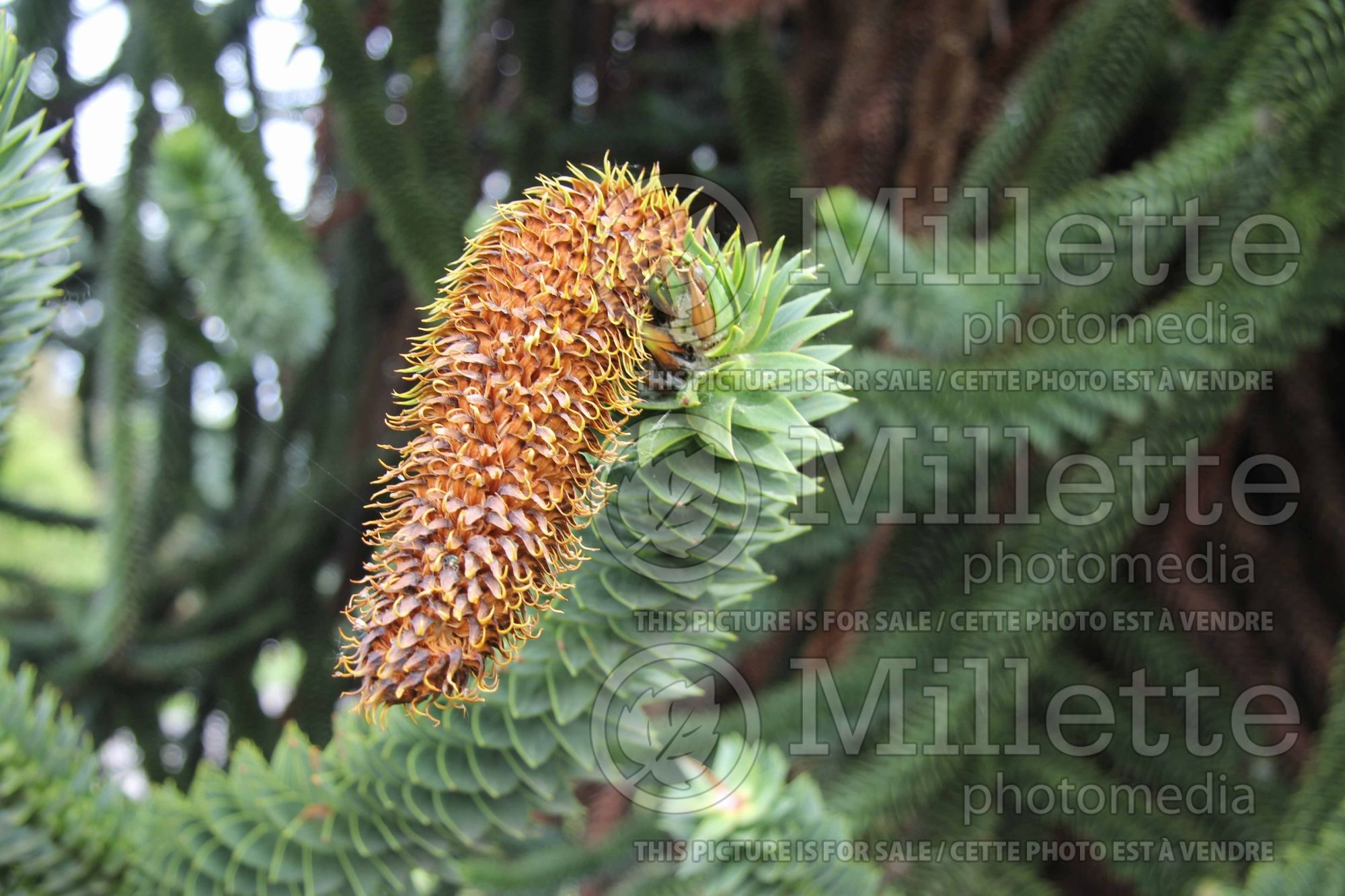 Araucaria araucana (monkey puzzle tree conifer) 3