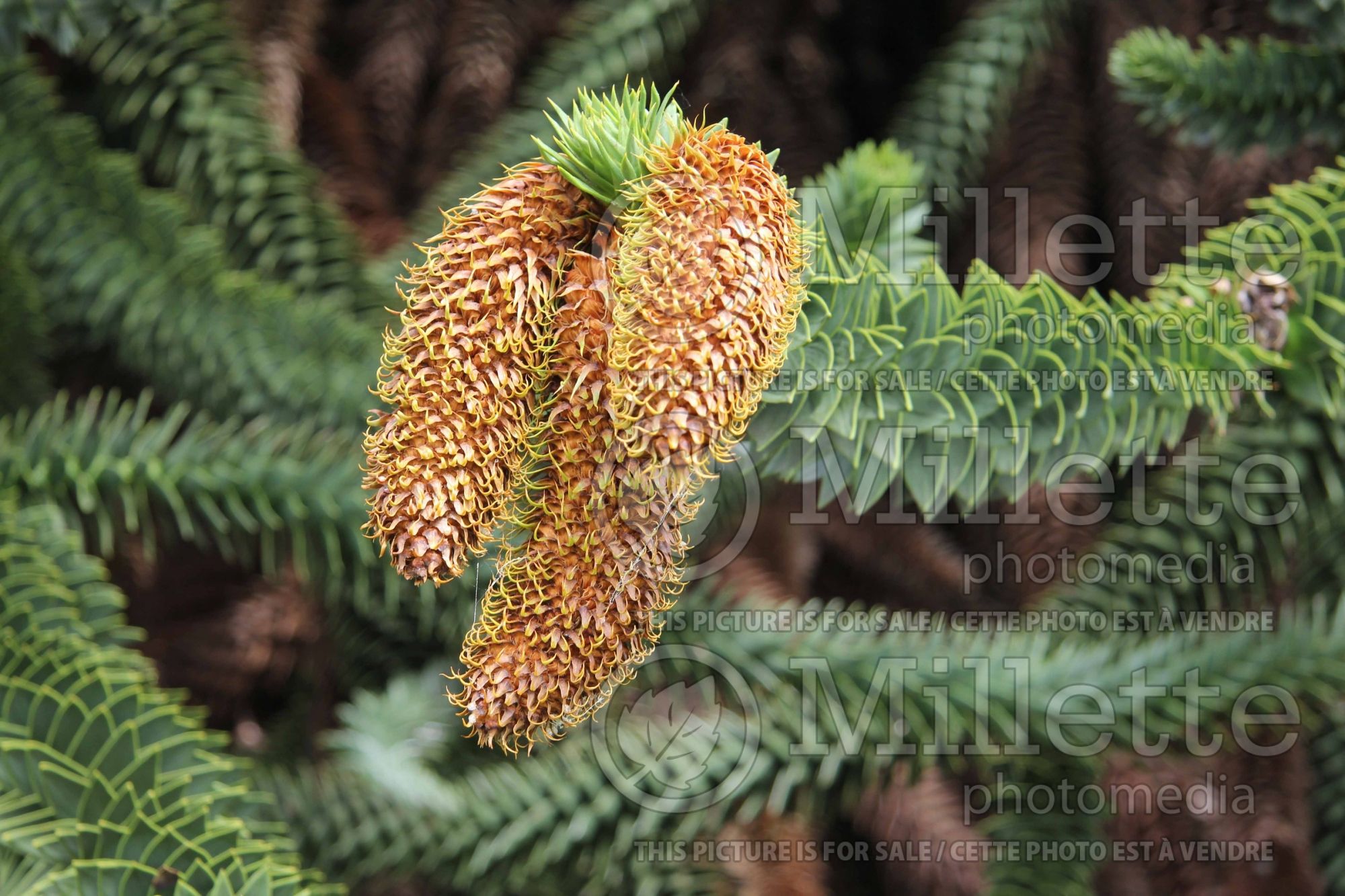 Araucaria araucana (monkey puzzle tree conifer) 2
