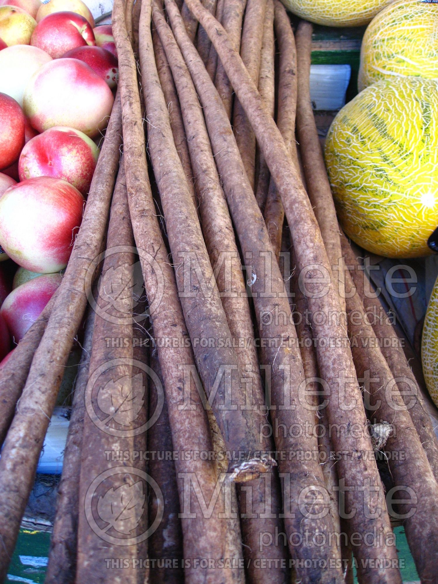 Arctium lappa (Burdock vegetable - Bardane) 2