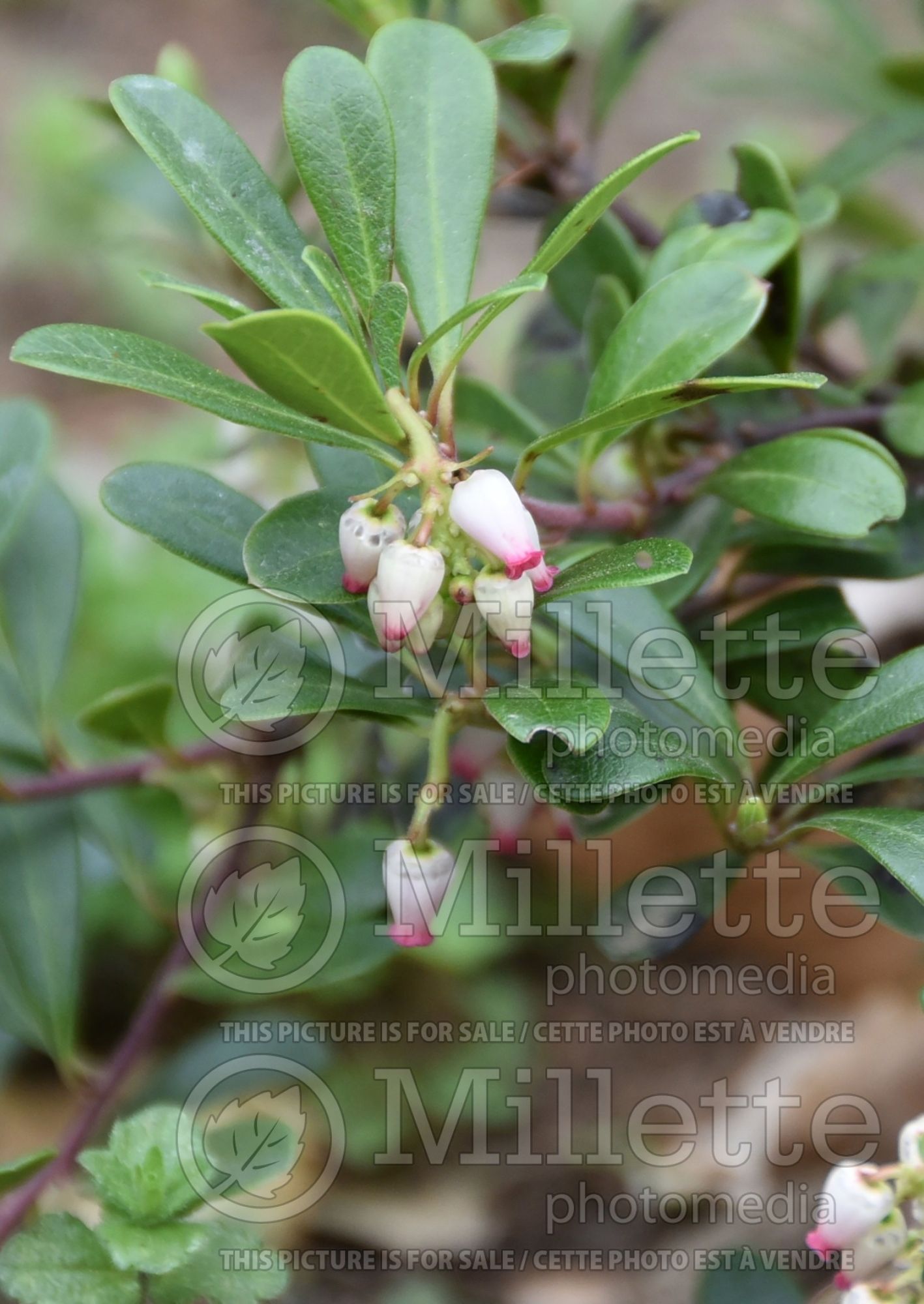 Arctostaphylos Massachusetts (Manzanita) 2