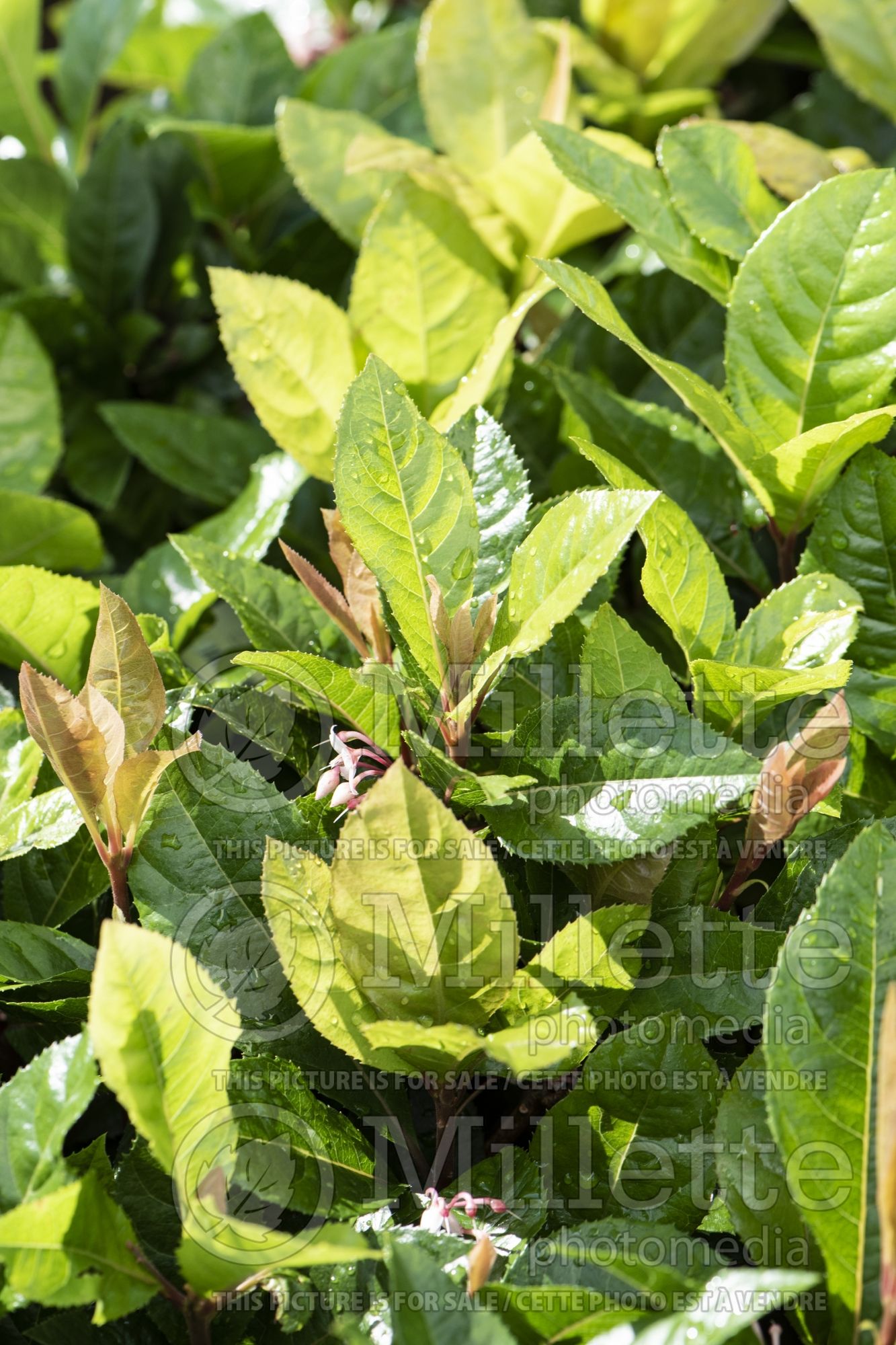 Ardisia Chirimen (marlberry) 5