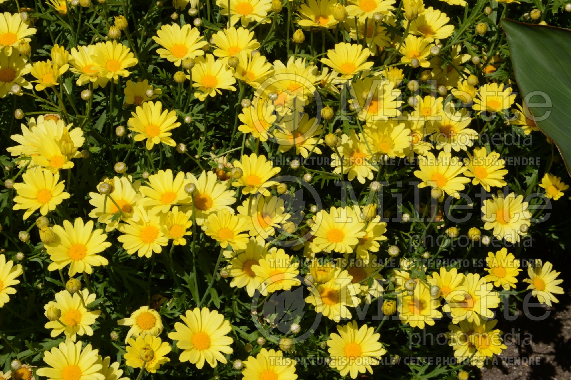 Argyranthemum Golden Butterfly (Paris daisy, marguerite daisy) 1