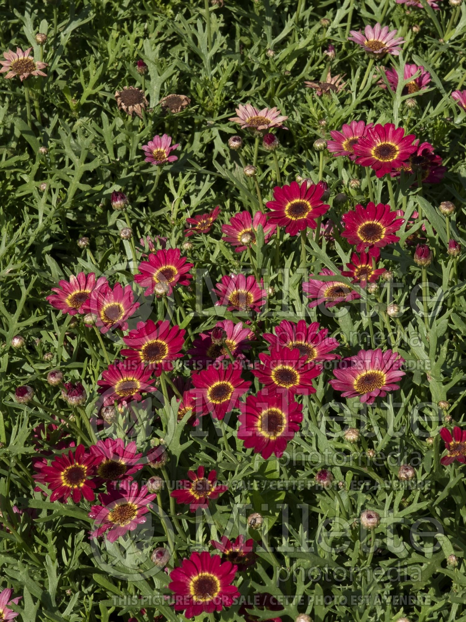 Argyranthemum Grandessa Red (Paris daisy) 2