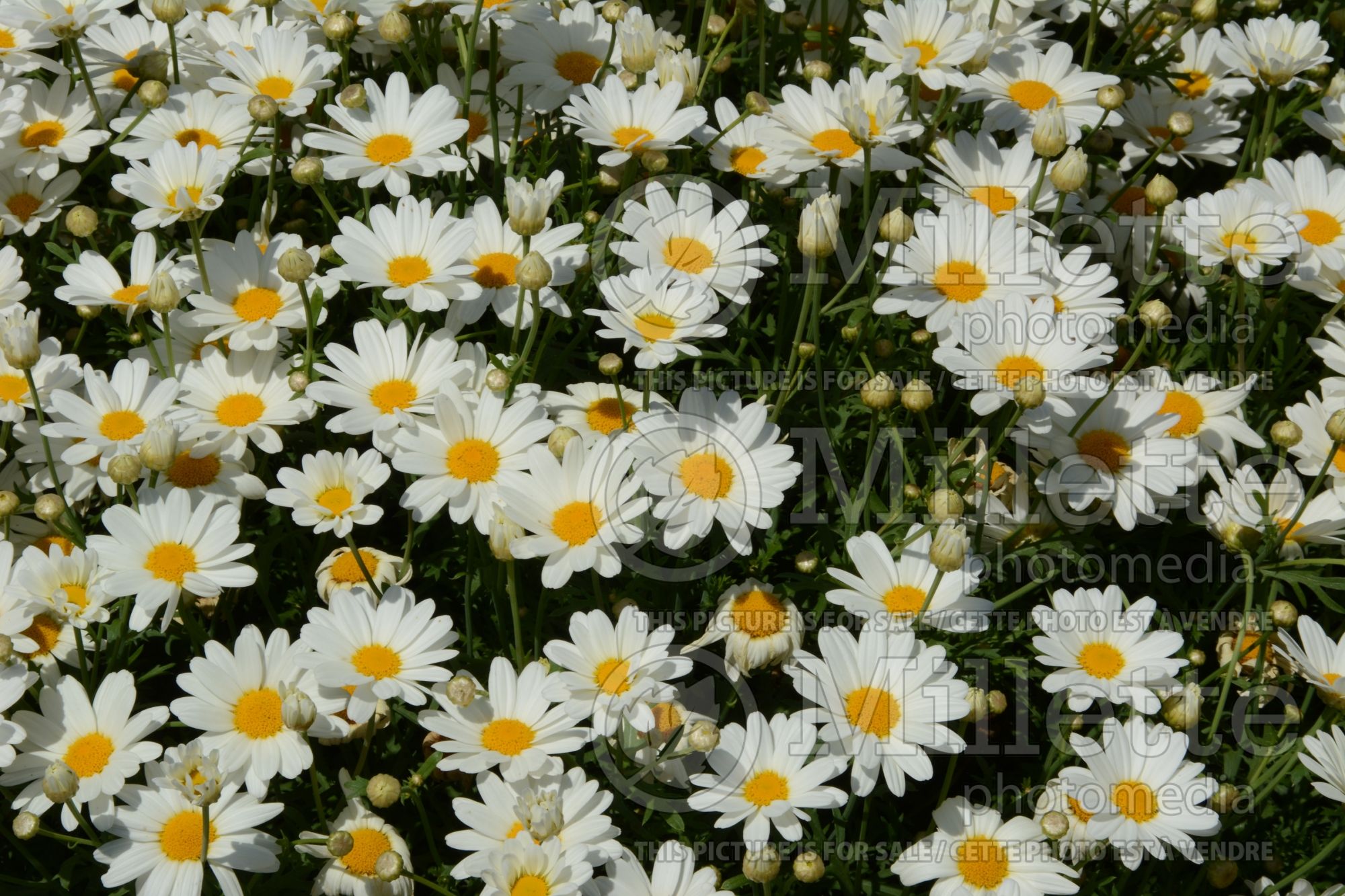 Argyranthemum Pure White Butterfly (Paris daisy, marguerite daisy) 1
